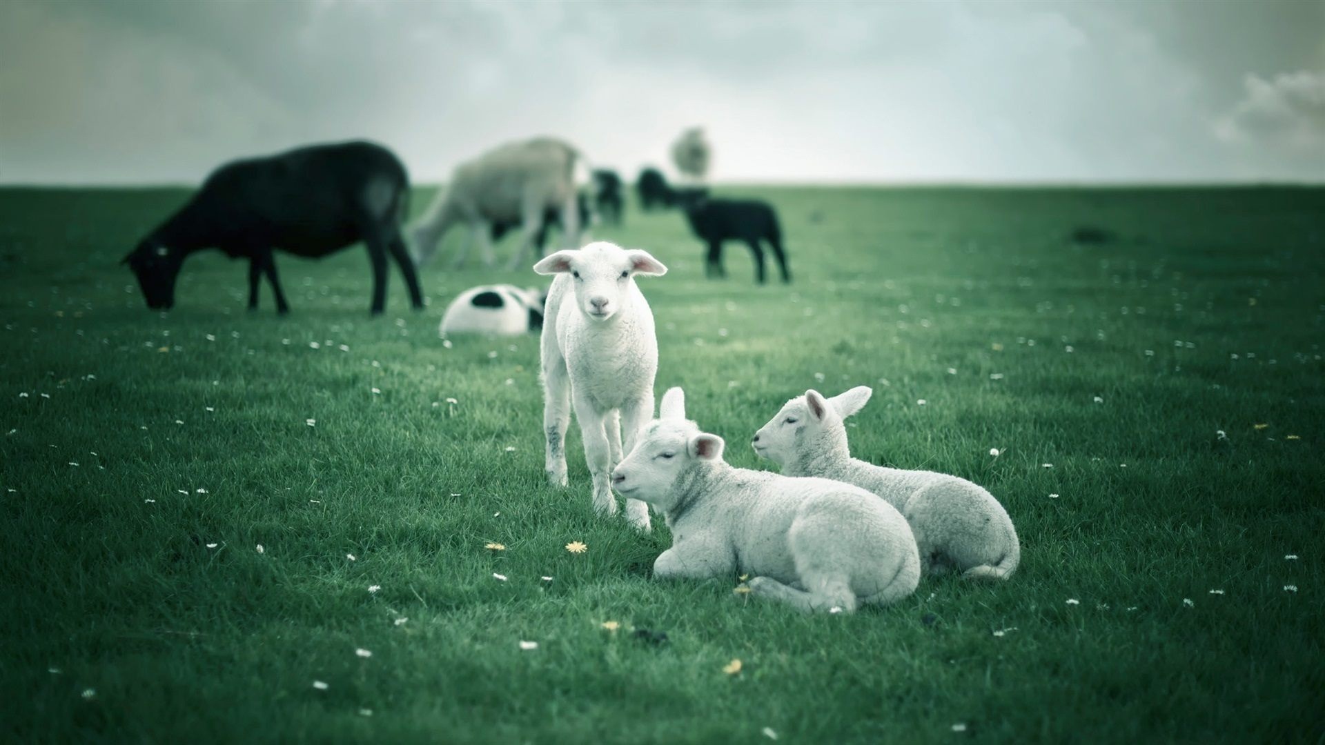 Sheep Herd Desktop Wallpaper