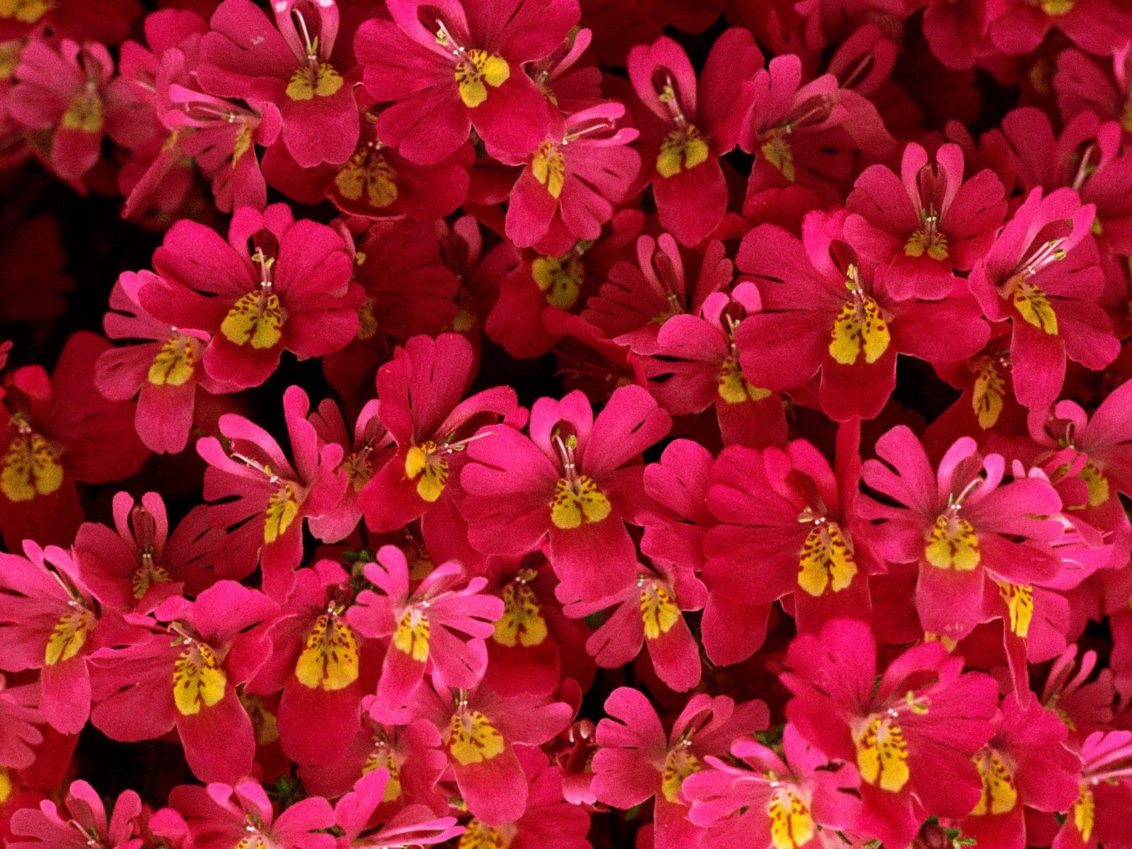 Texture Flowers Flower Background