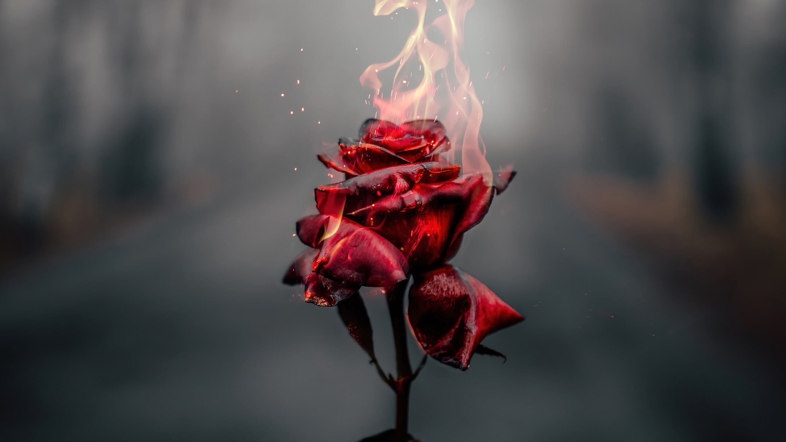 Rose Flower Burning 4k Wallpaper iPhone HD Phone 5110f