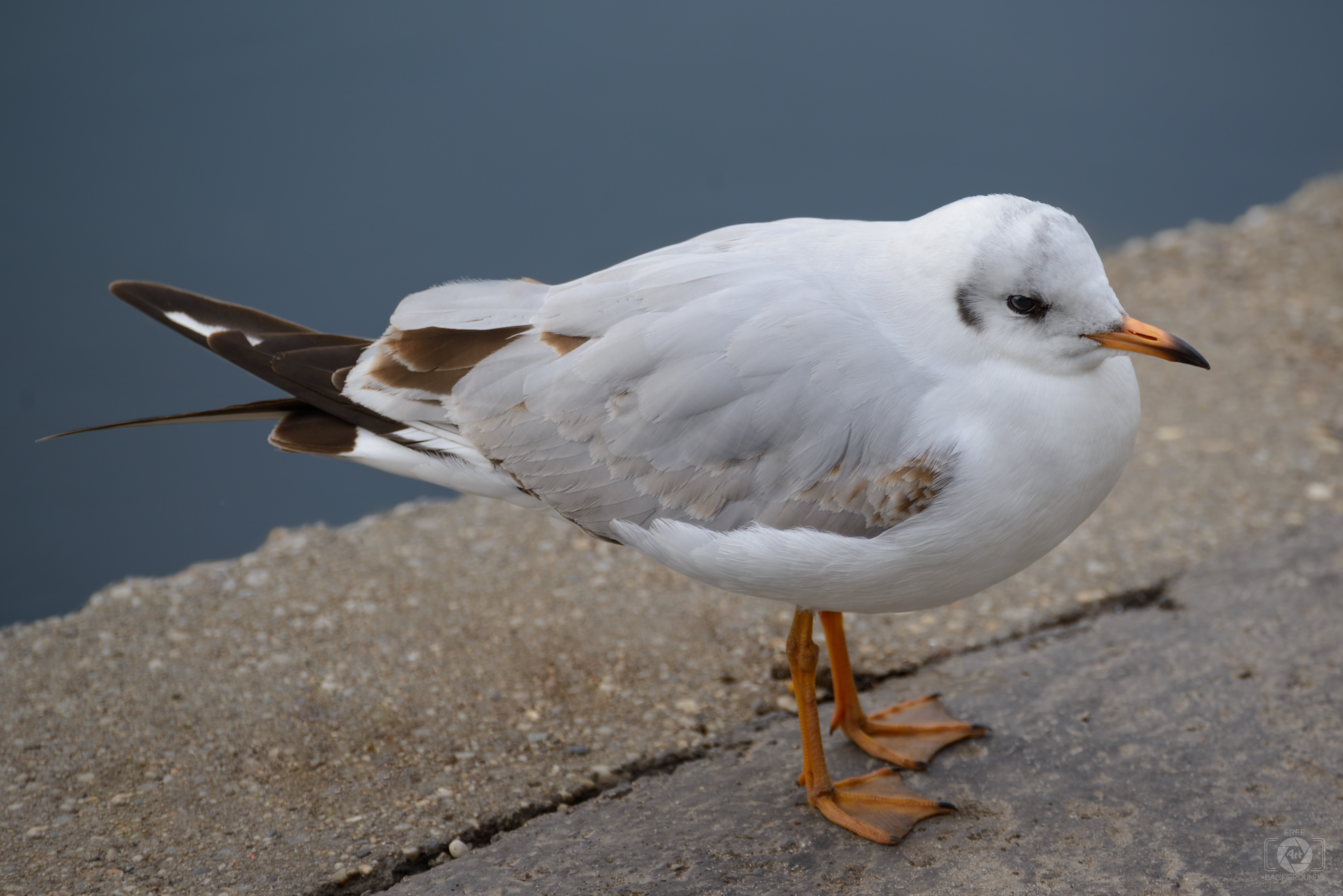 Seagull Background   High quality Backgrounds 5590x3731