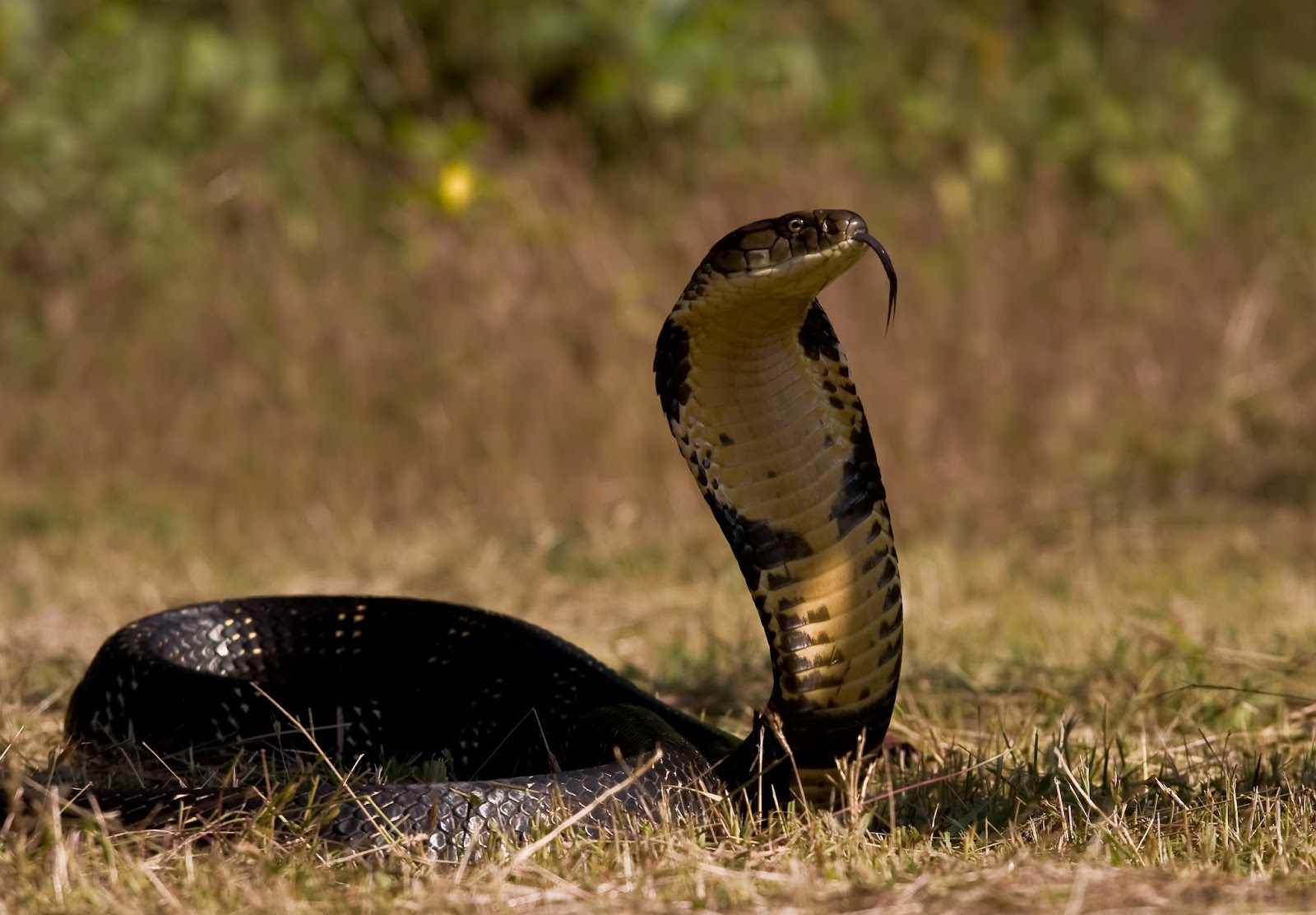 King Cobra Snake Wallpaper HD Background