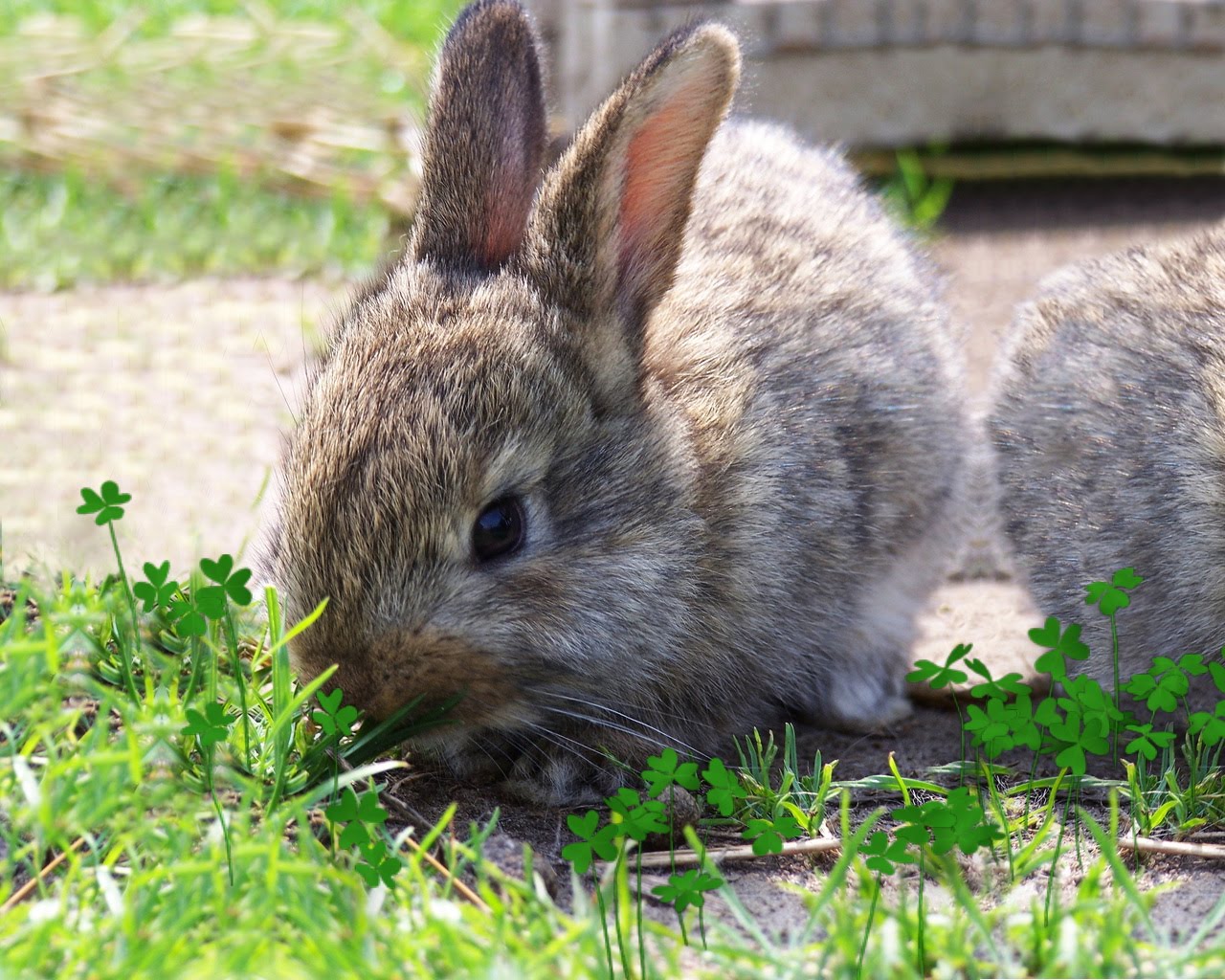 Wallpaper Zone Bunny Rabbit