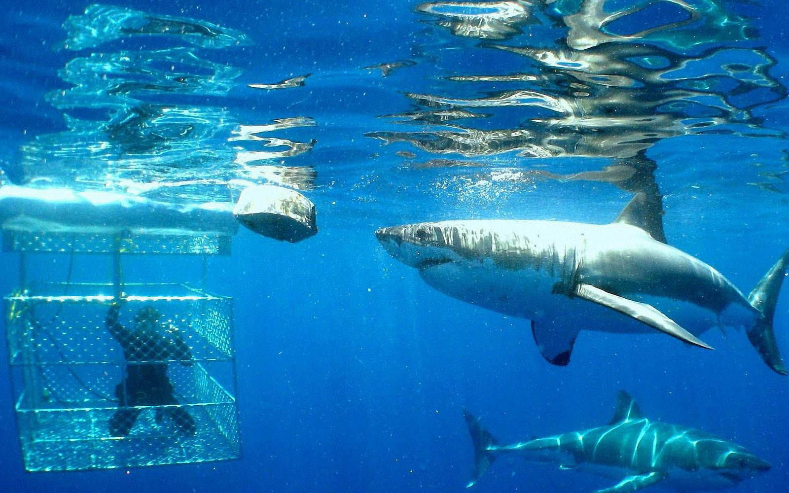 sharks wallpapers sharks desktop wallpapers sharks desktop backgrounds 1600x1000