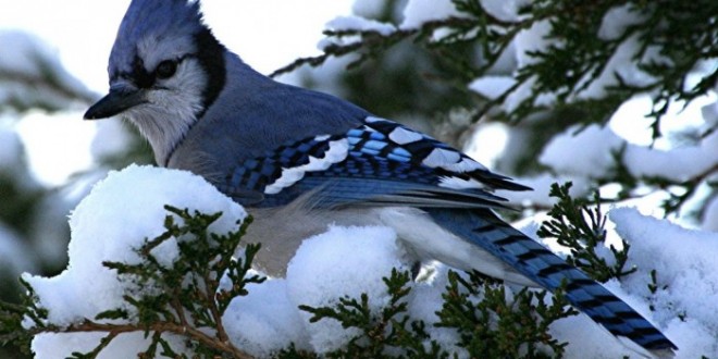 blue jay bird 6114 hd wallpaper backgrounds   Pouted Online Magazine