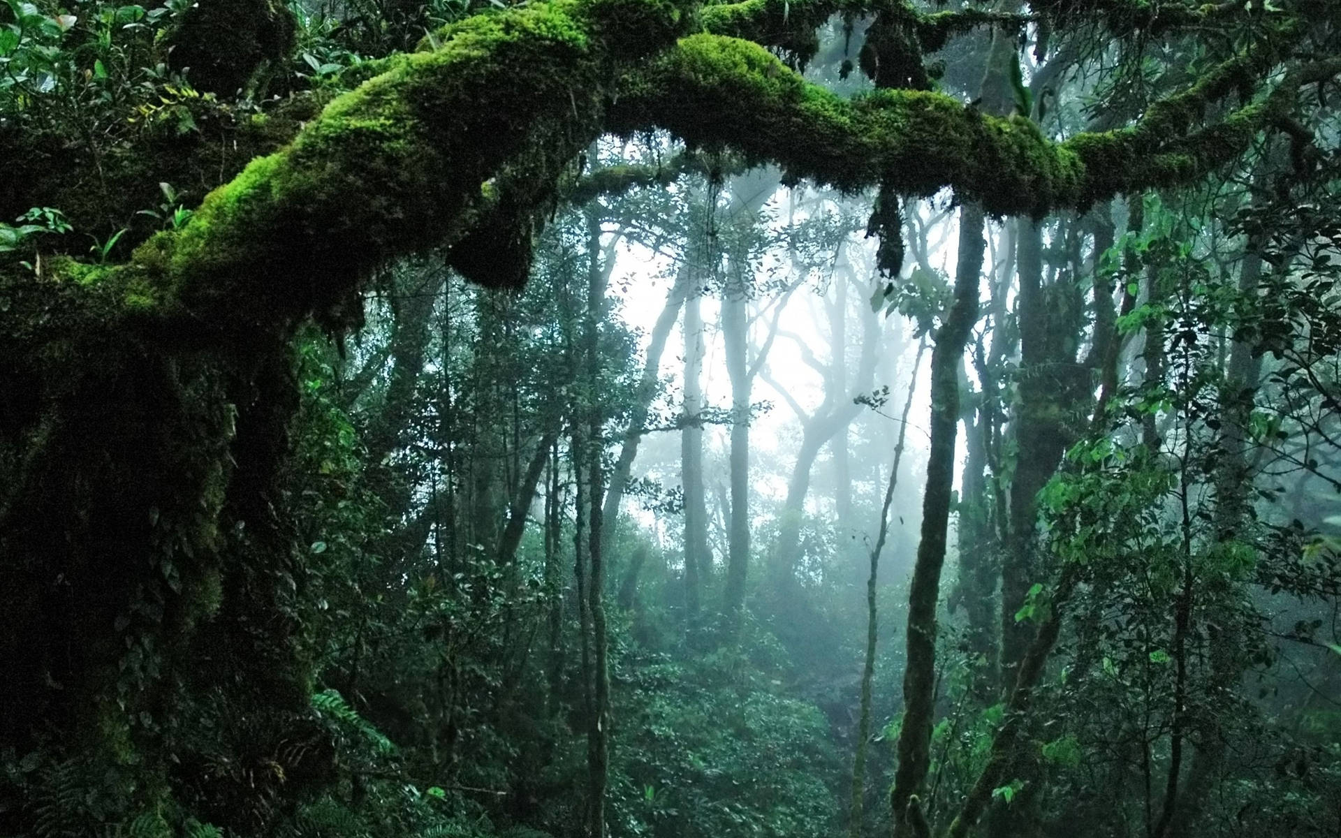 Jungle Wallpaper