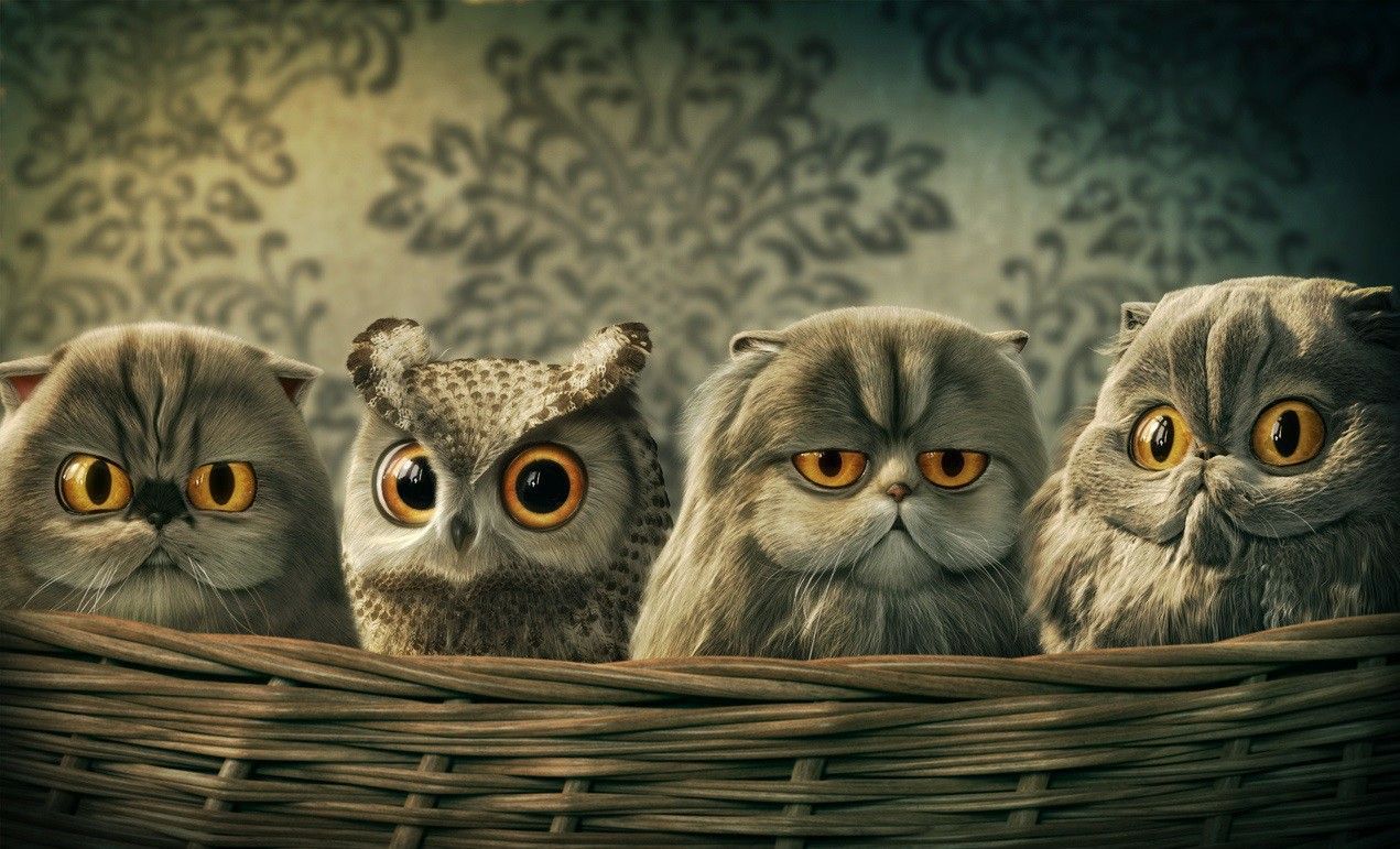 Funny Owl Computer Wallpapers   4k HD Funny Owl Computer 1271x771