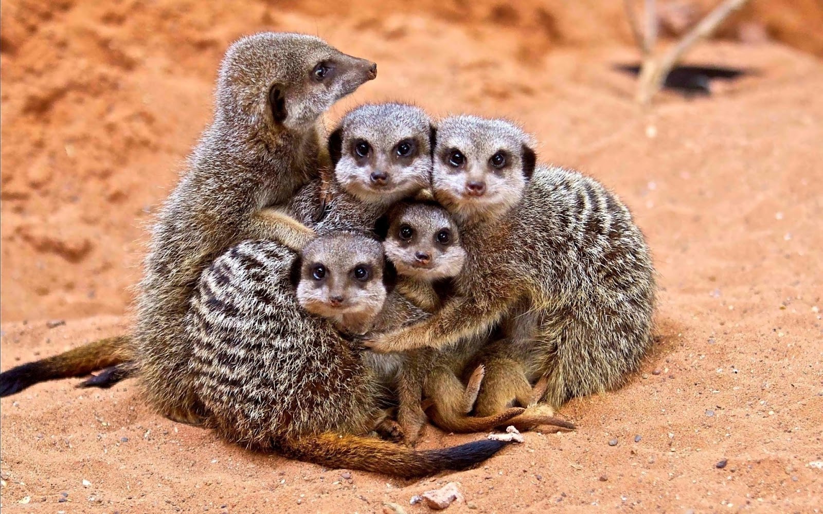 Wallpaper Of A Family Meerkats HD Animals