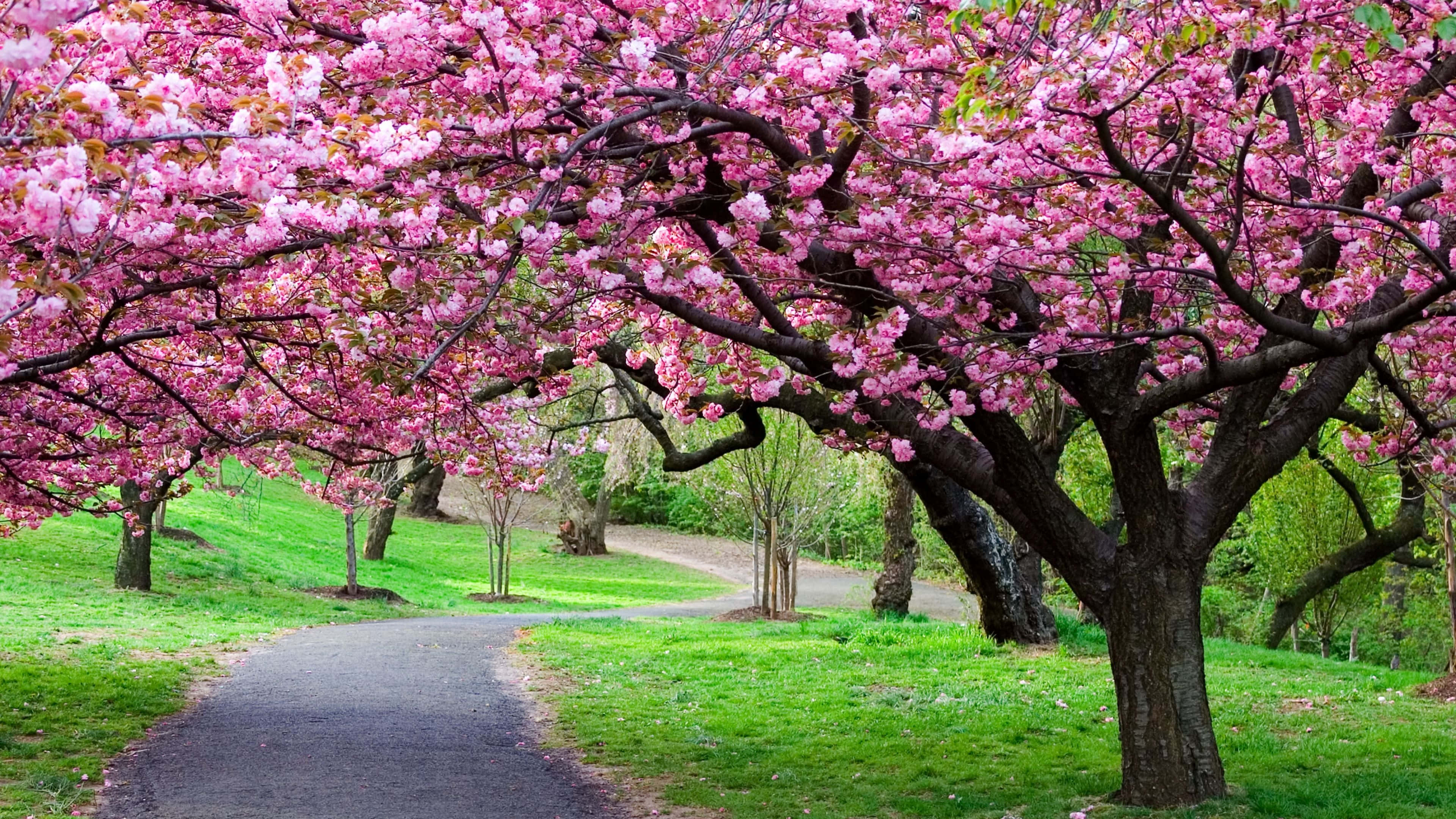 Japanese Pink Wallpaper