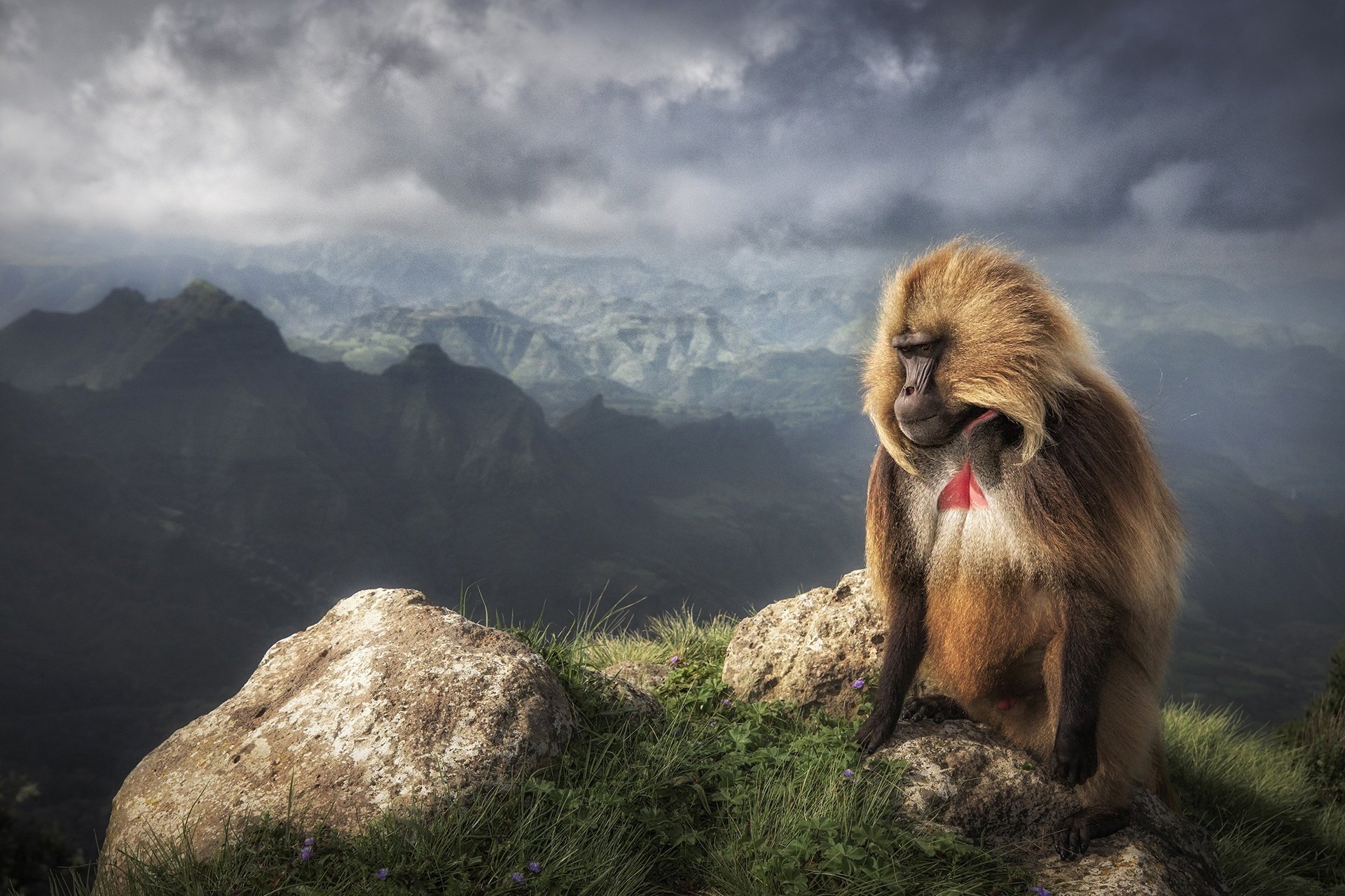 A majestic gelada baboon sits perched on a rocky outcrop, surveying the dramatic mountainous landscape of the Ethiopian highlands