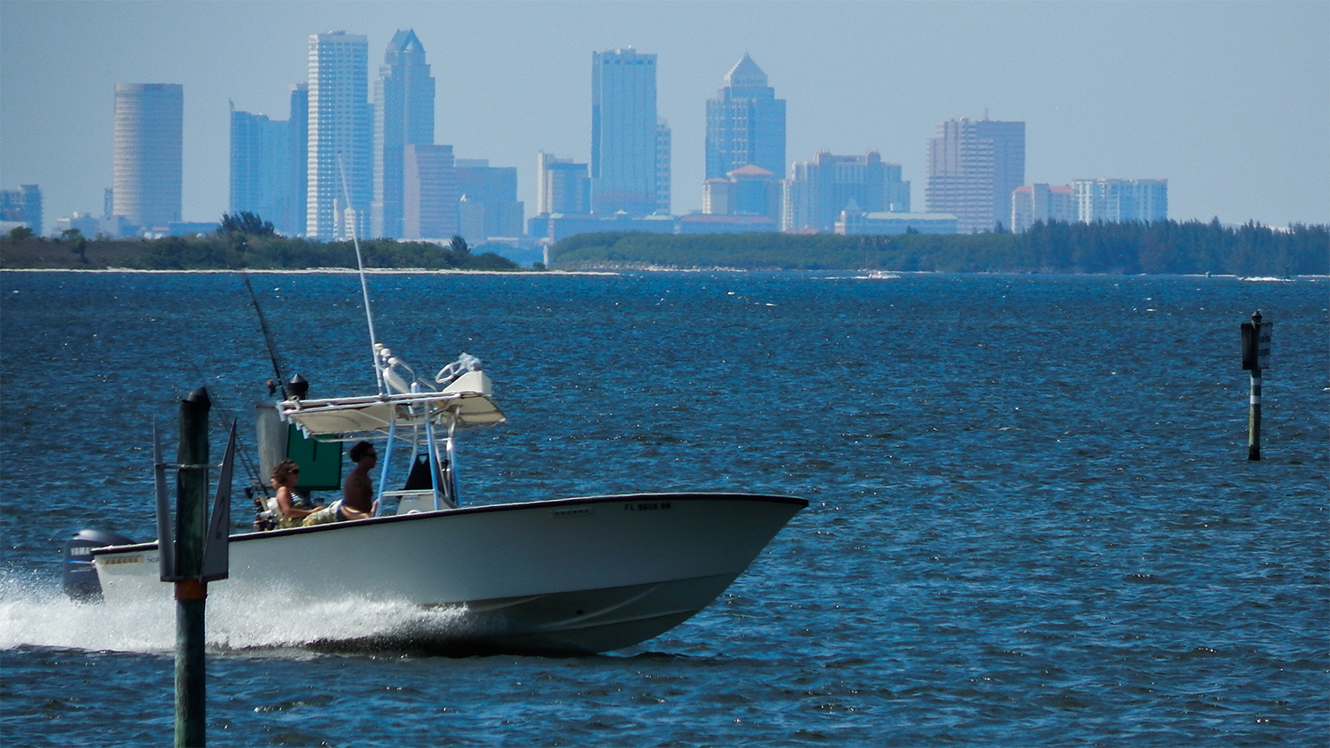 Threadfin Herring Vs Sardines To Catch Tarpon In Tampa Bay Photo