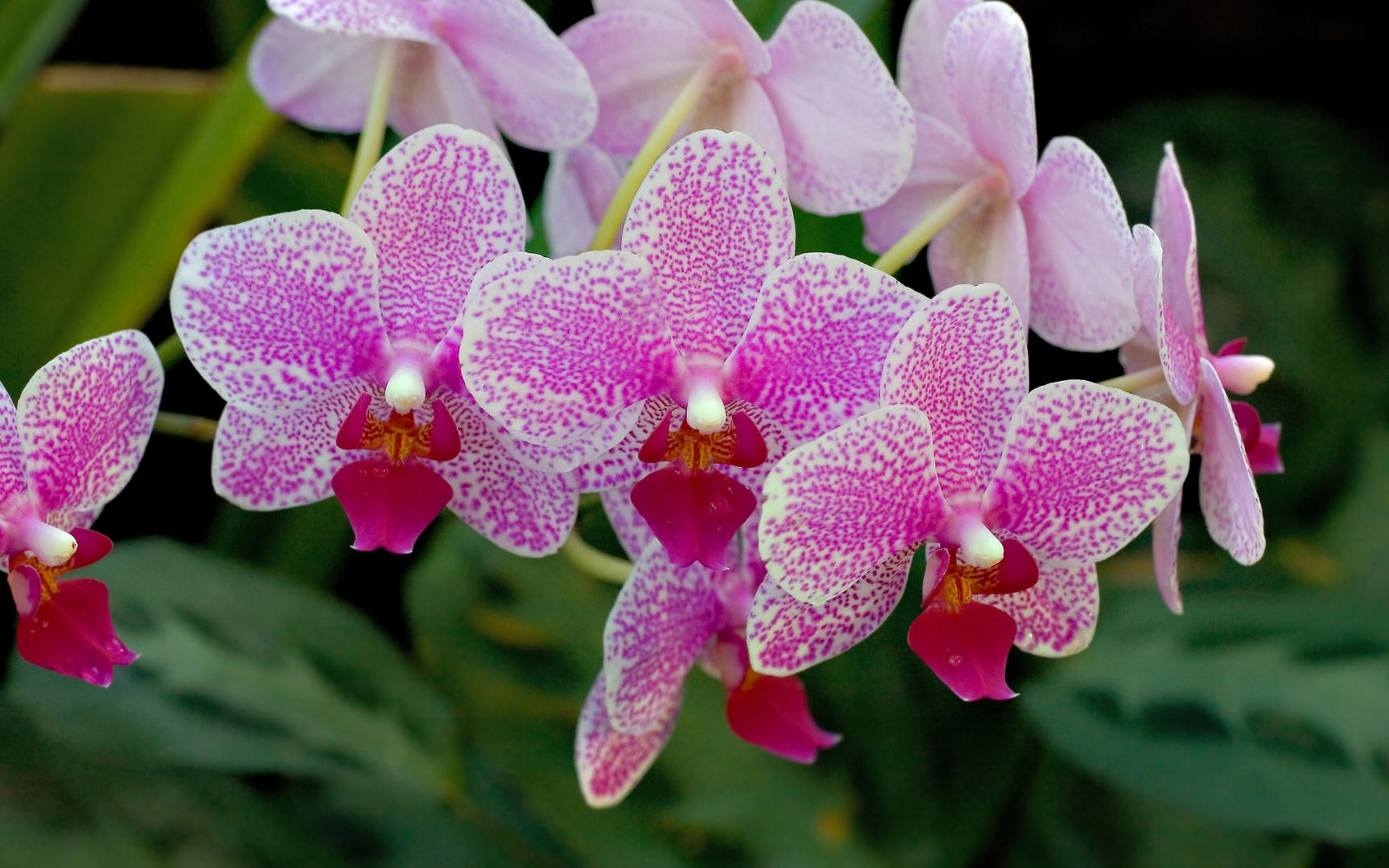 Pink Orchids Wallpaper