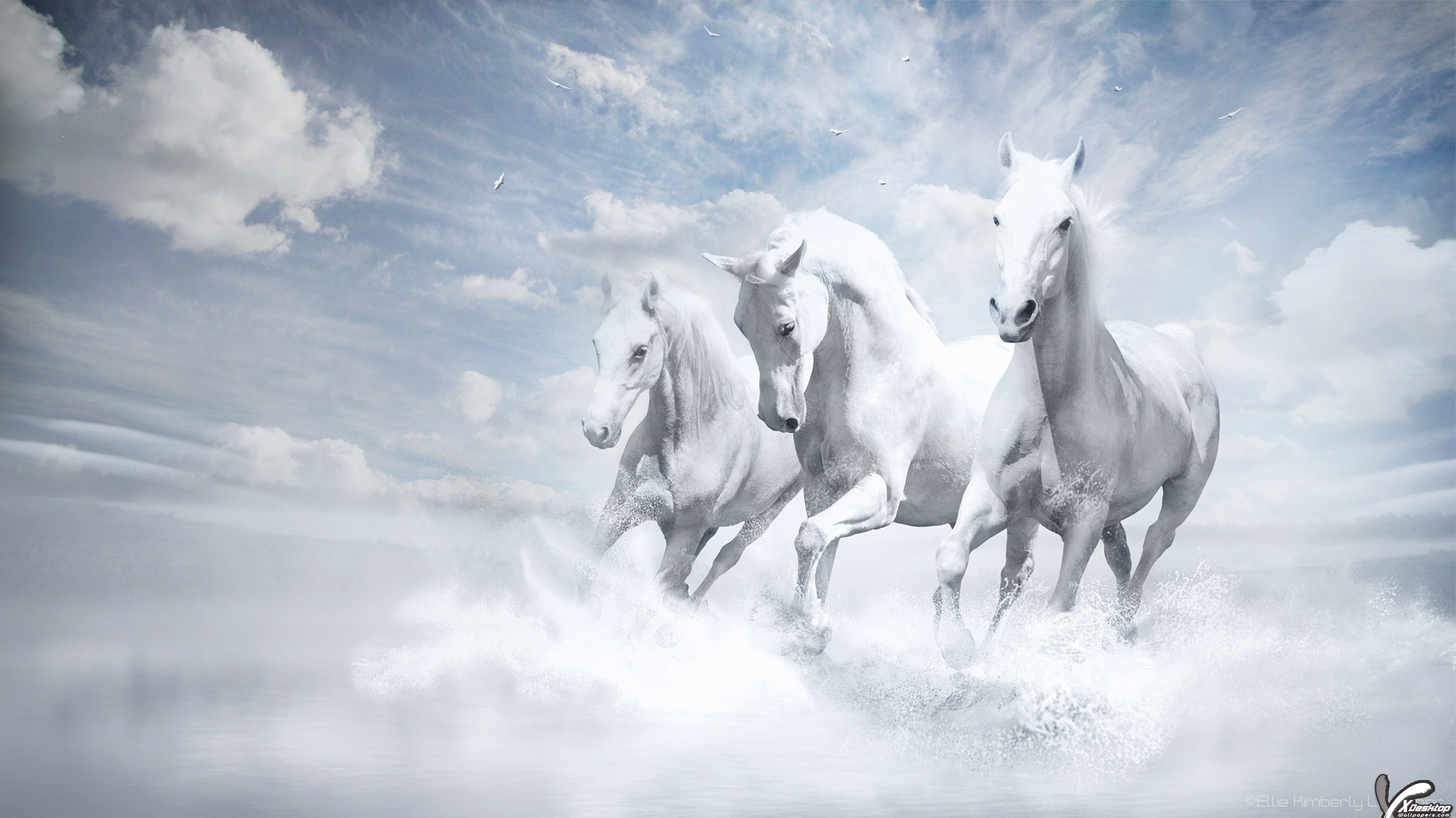 Beautiful Three White Horses Running Into Water Wallpaper