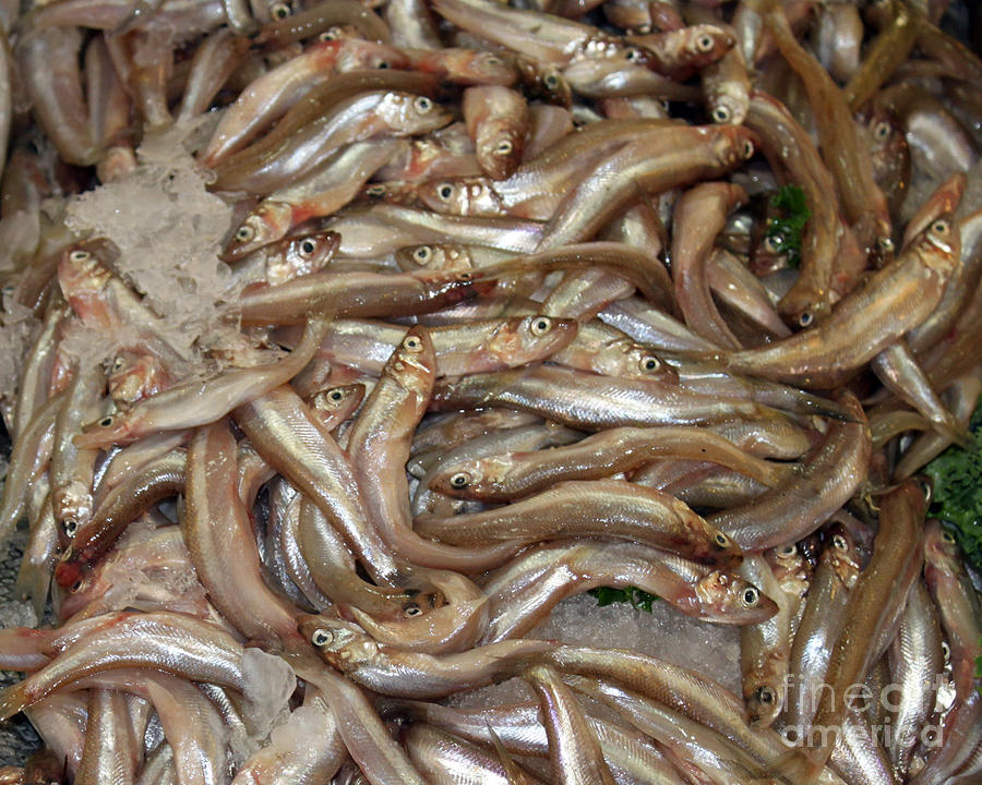 Smelt Photograph By Jim Martin Wallpaper