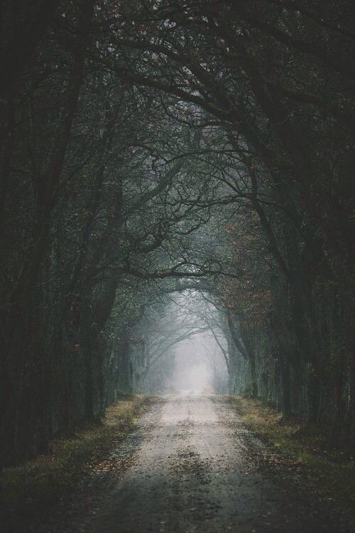Beautiful Dark Foggy Forest iPhone Road Scary Tree Wallpaper