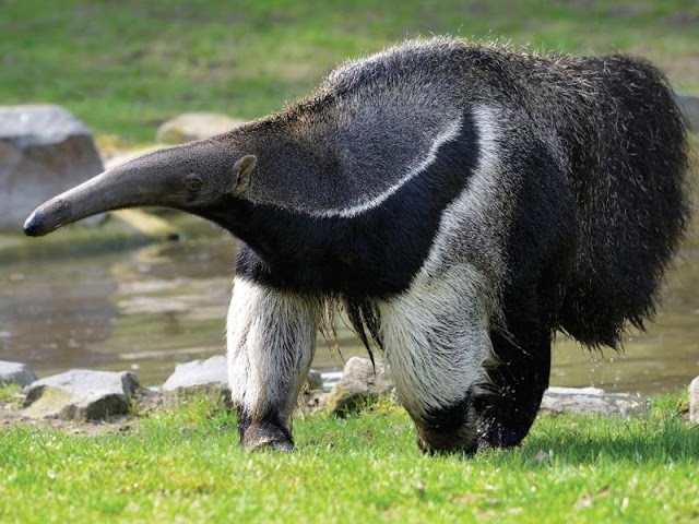 All About Anteater Live Wallpaper For Android Videos Screenshots