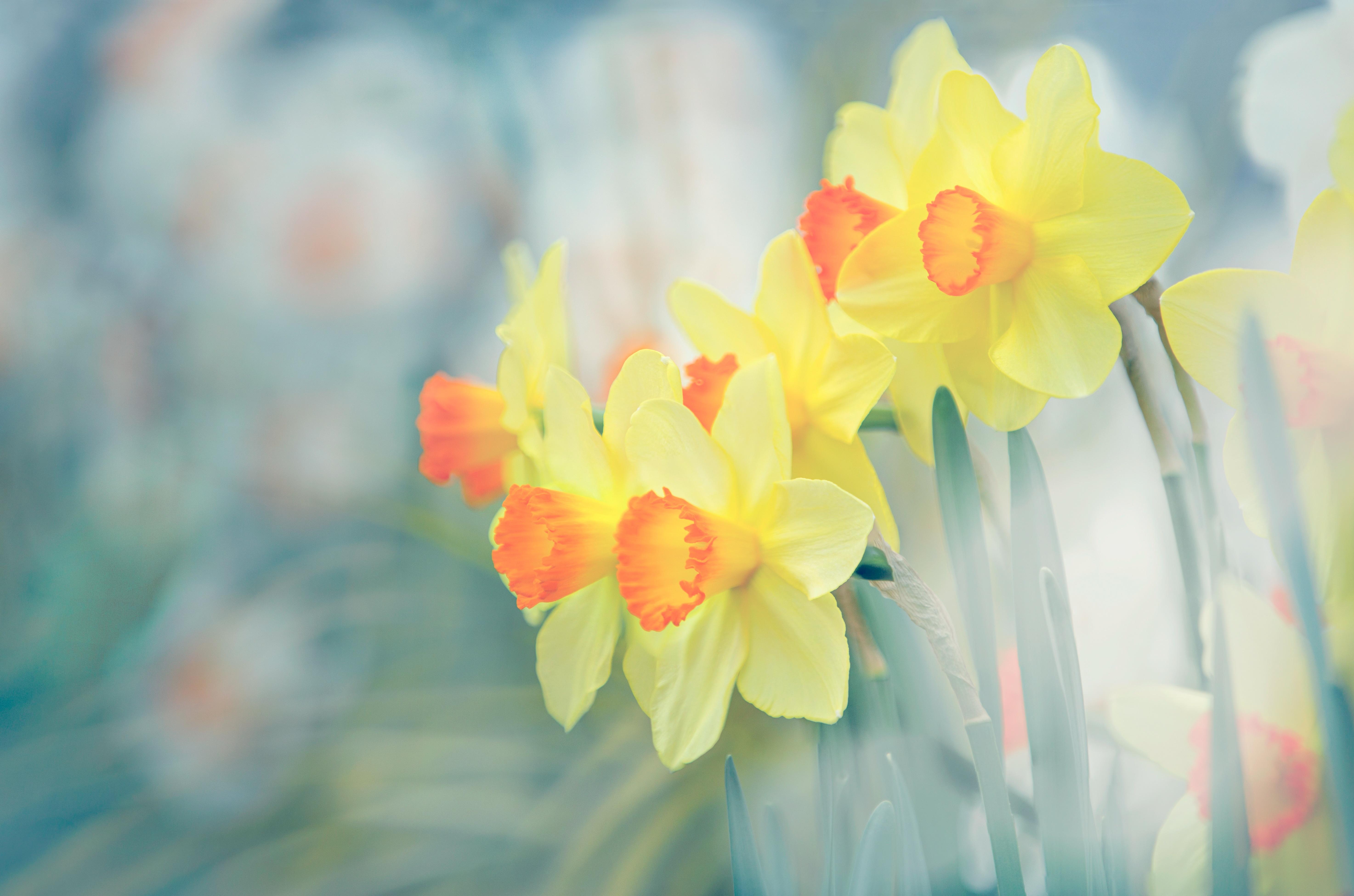 Daffodil 4k Ultra HD Wallpaper