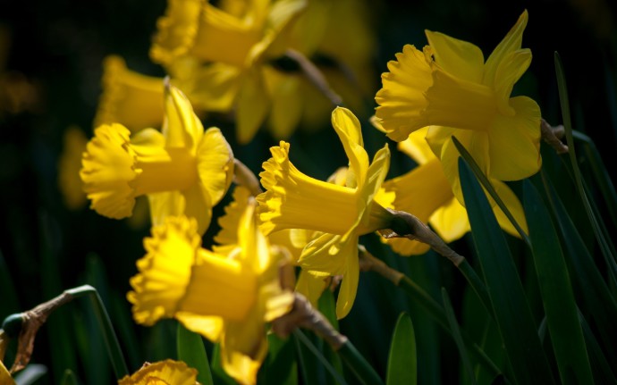 Beautiful Wallpaper Of Daffodils Image Yellow Macro For Desktop