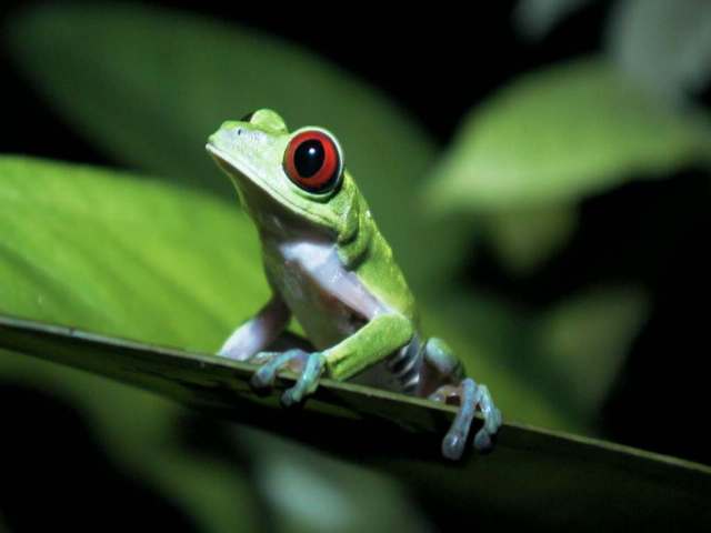 Tropical Rainforest Unique Frog Wallpaper X