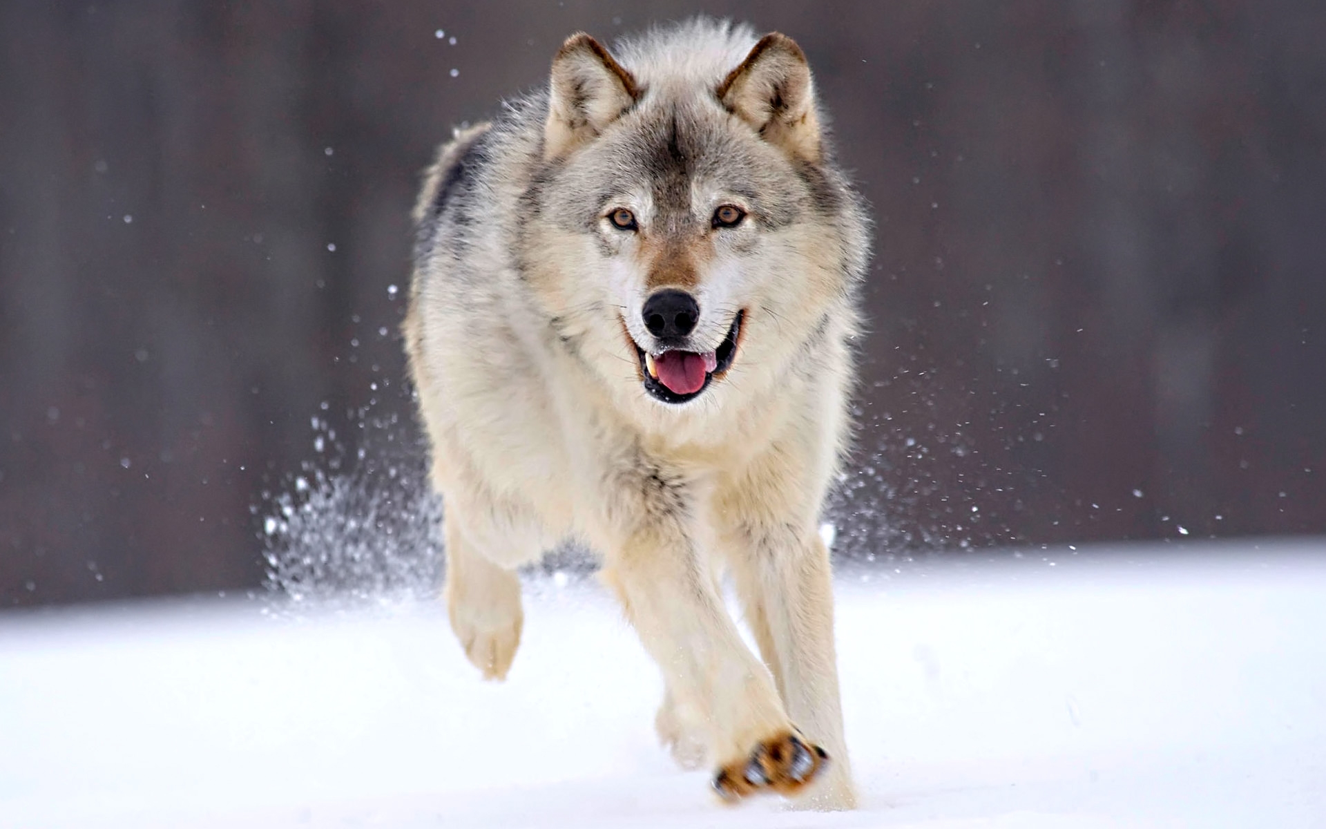 Running Wolf Hintergrundbilder Frei Fotos