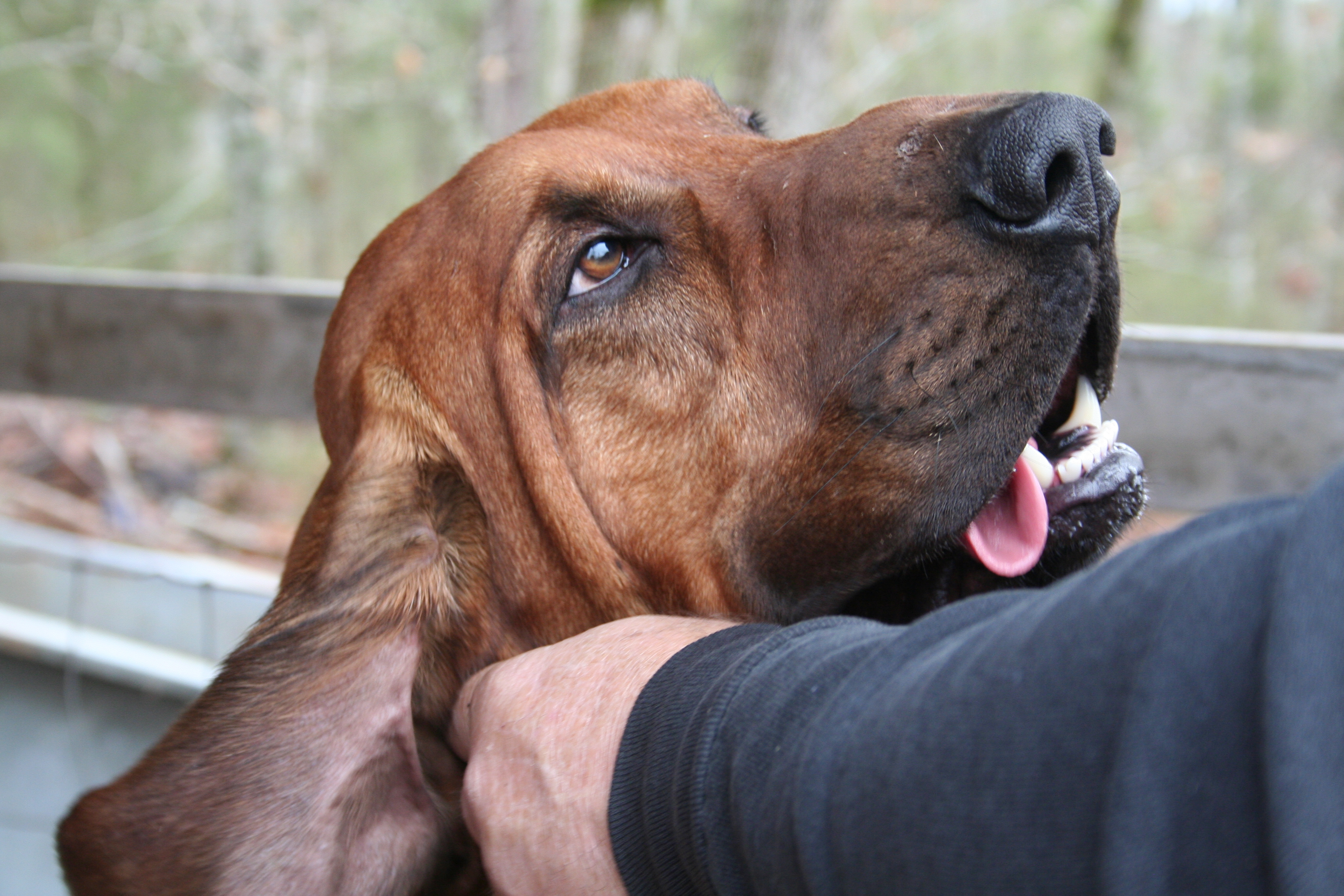 An Ear Bloodhound Wallpaper And Image Pictures Photos