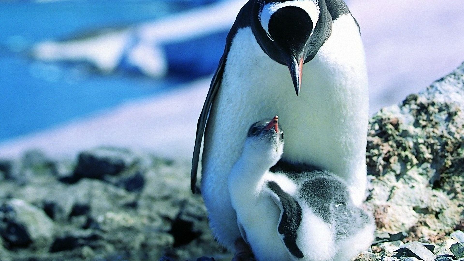 Animal Penguin Wallpaper Images   Frompo