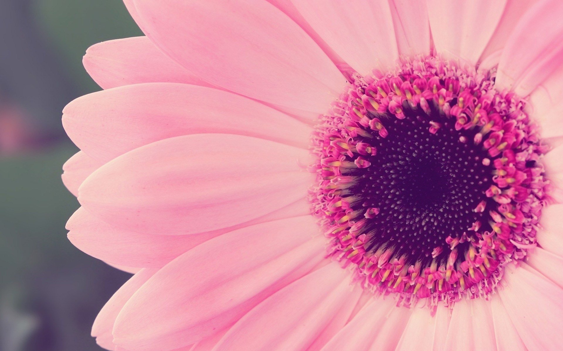 Download Gerbera Daisy Pink wallpaper in Flowers   plants wallpapers