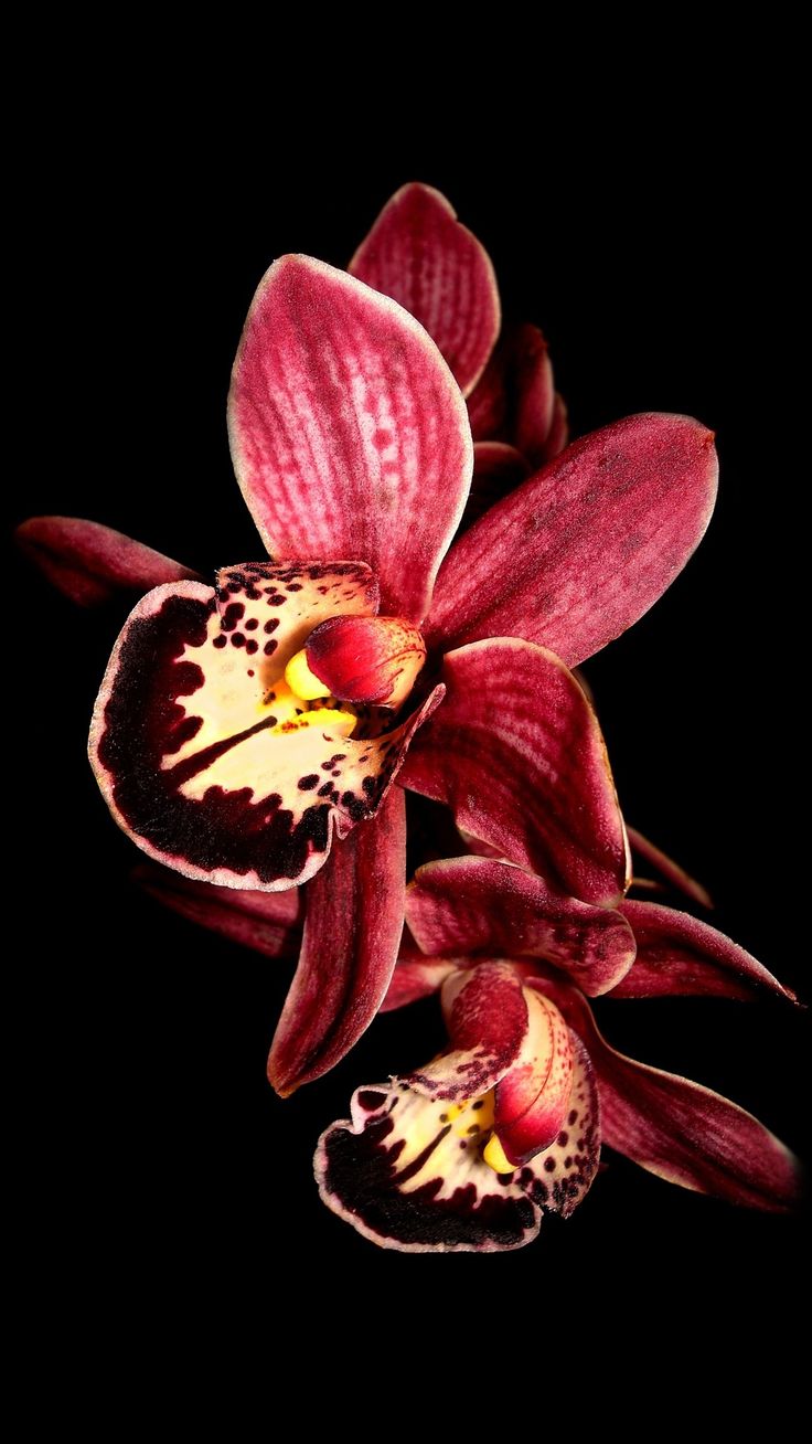 Purple Orchid Flower Black Background iPhone Wallpaper