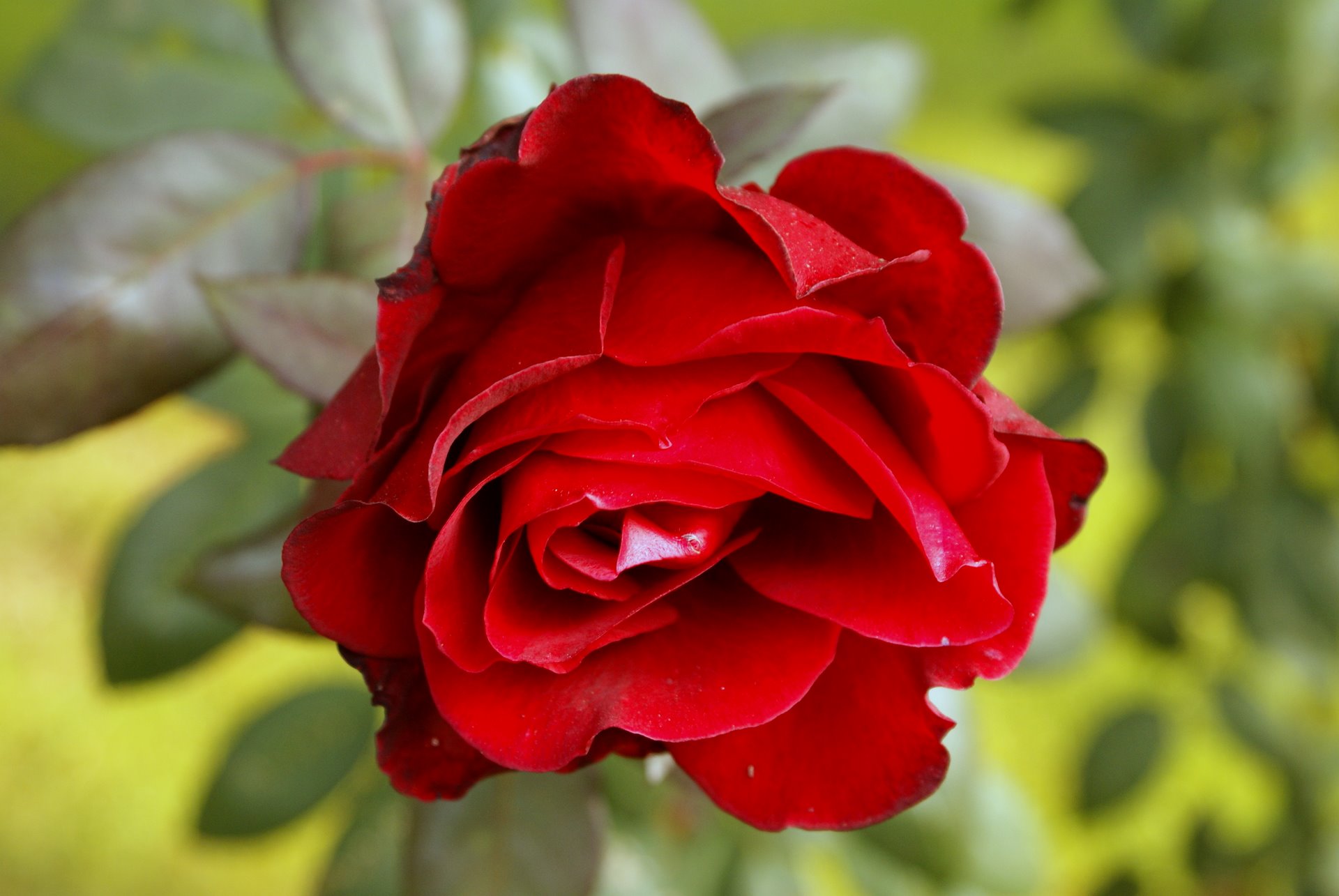 Home Flower Wallpaper Red Rose