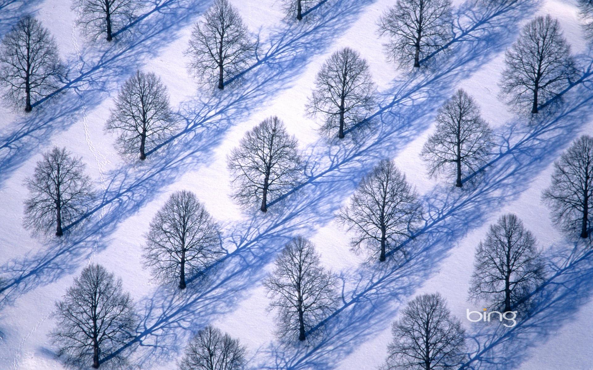 Trees In Winter Landscape HD Bing Wallpaper Archive