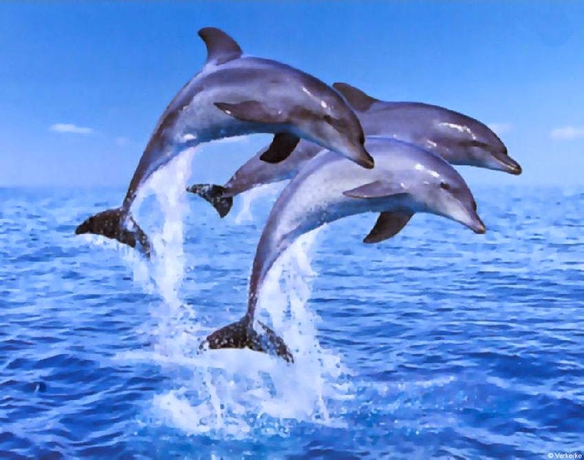 Dolphin Jumping HD Wallpaper Filename