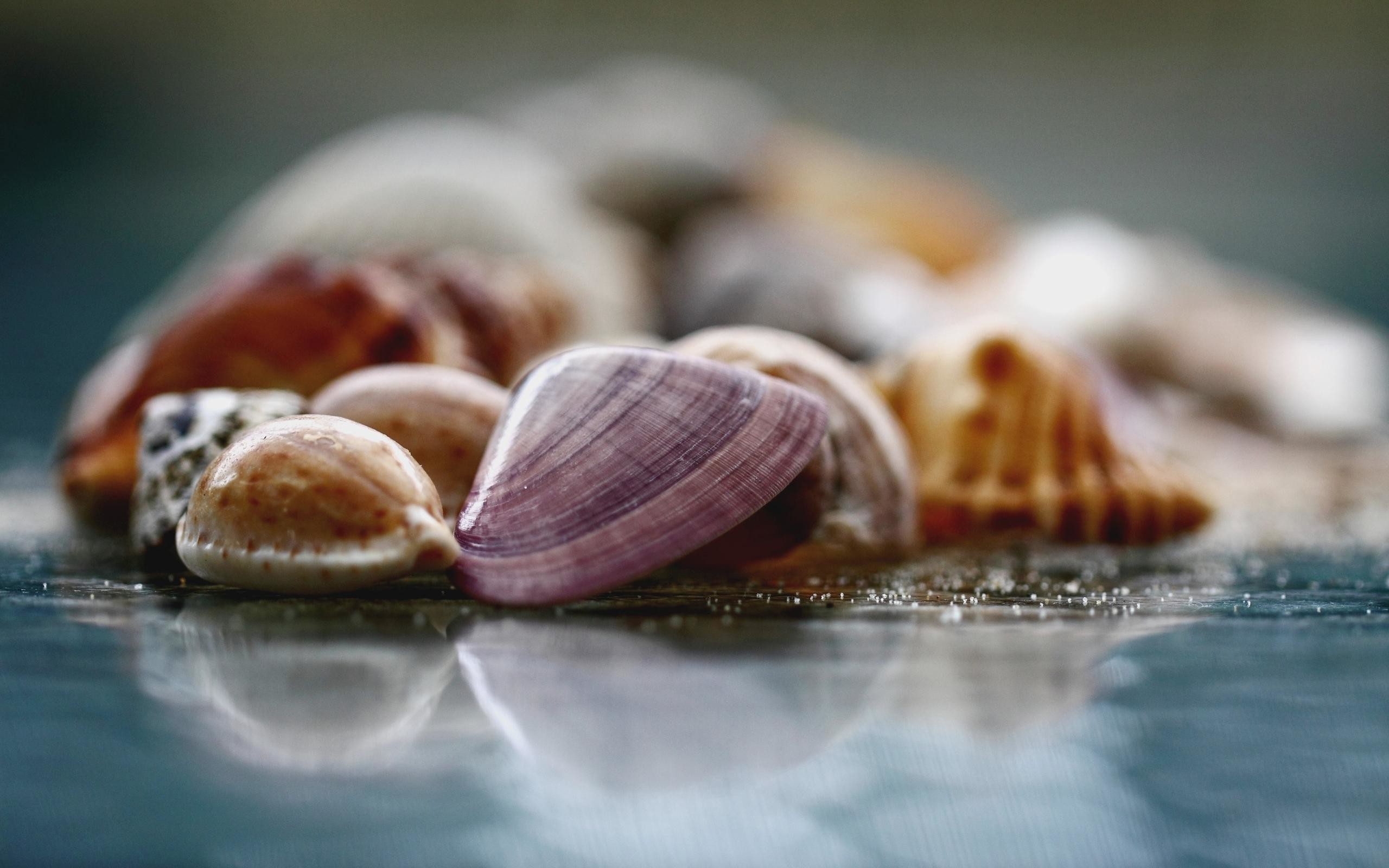 Seafood Wallpaper