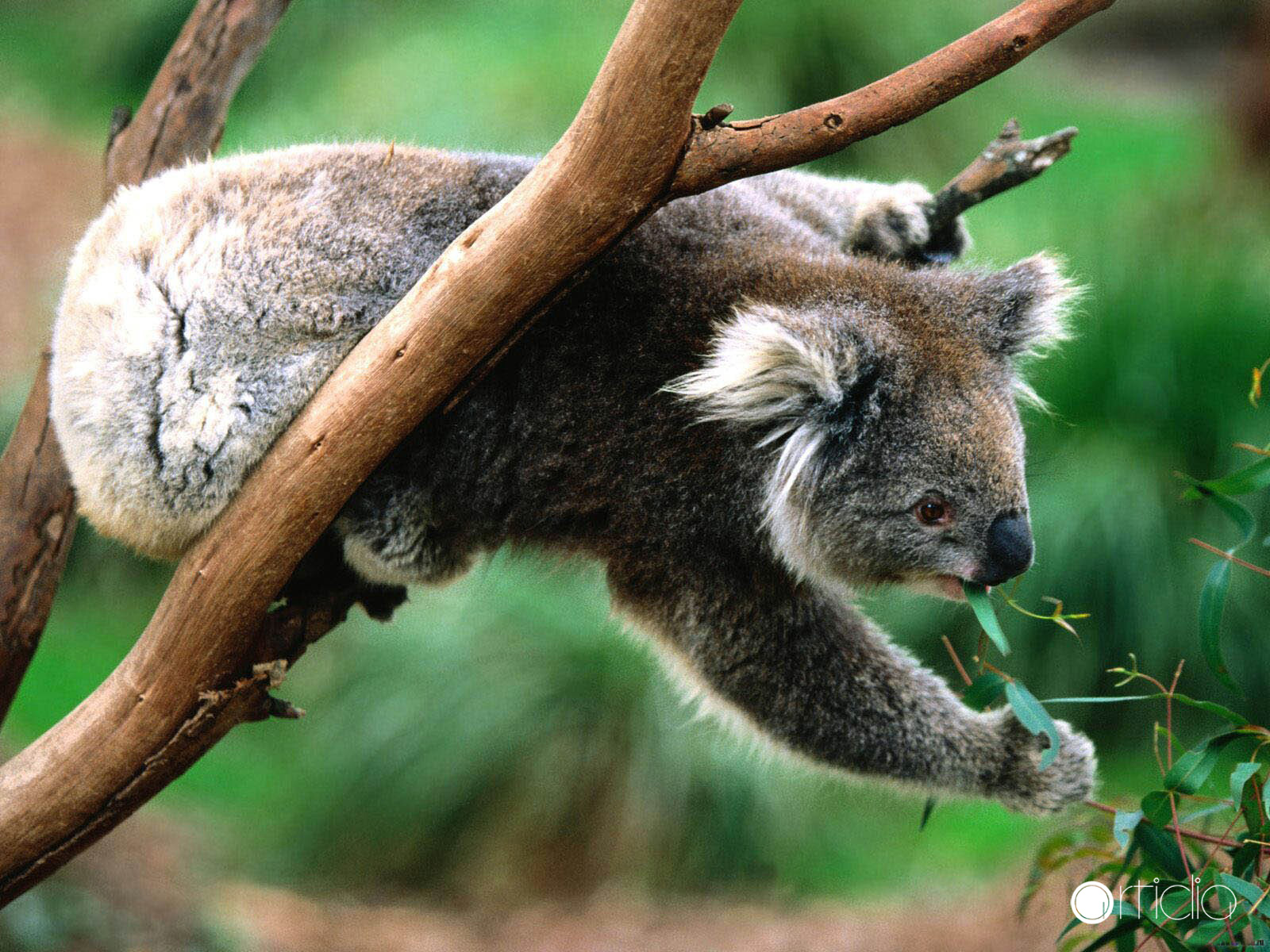 Cute Koala Bear In Tree Wallpaper HD Bears