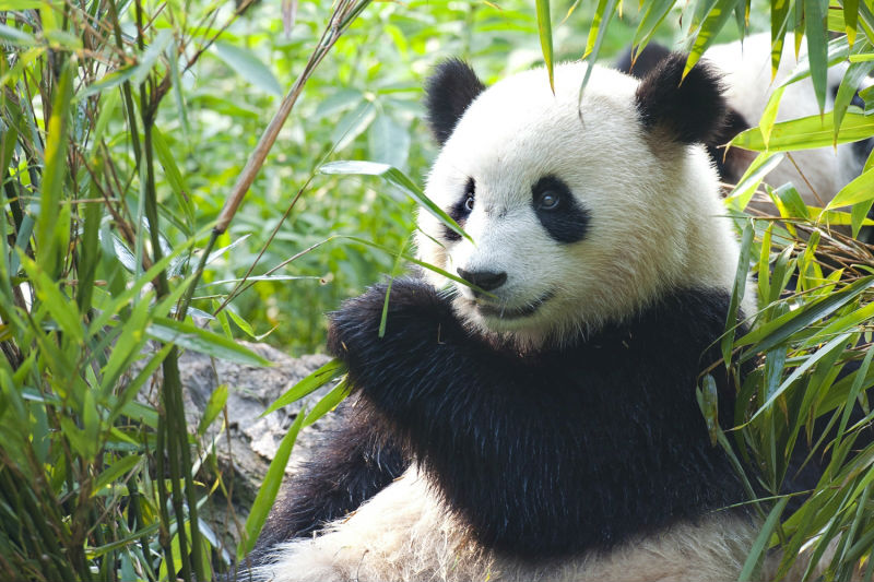 Panda Bears Live Buy Popular Lots From China