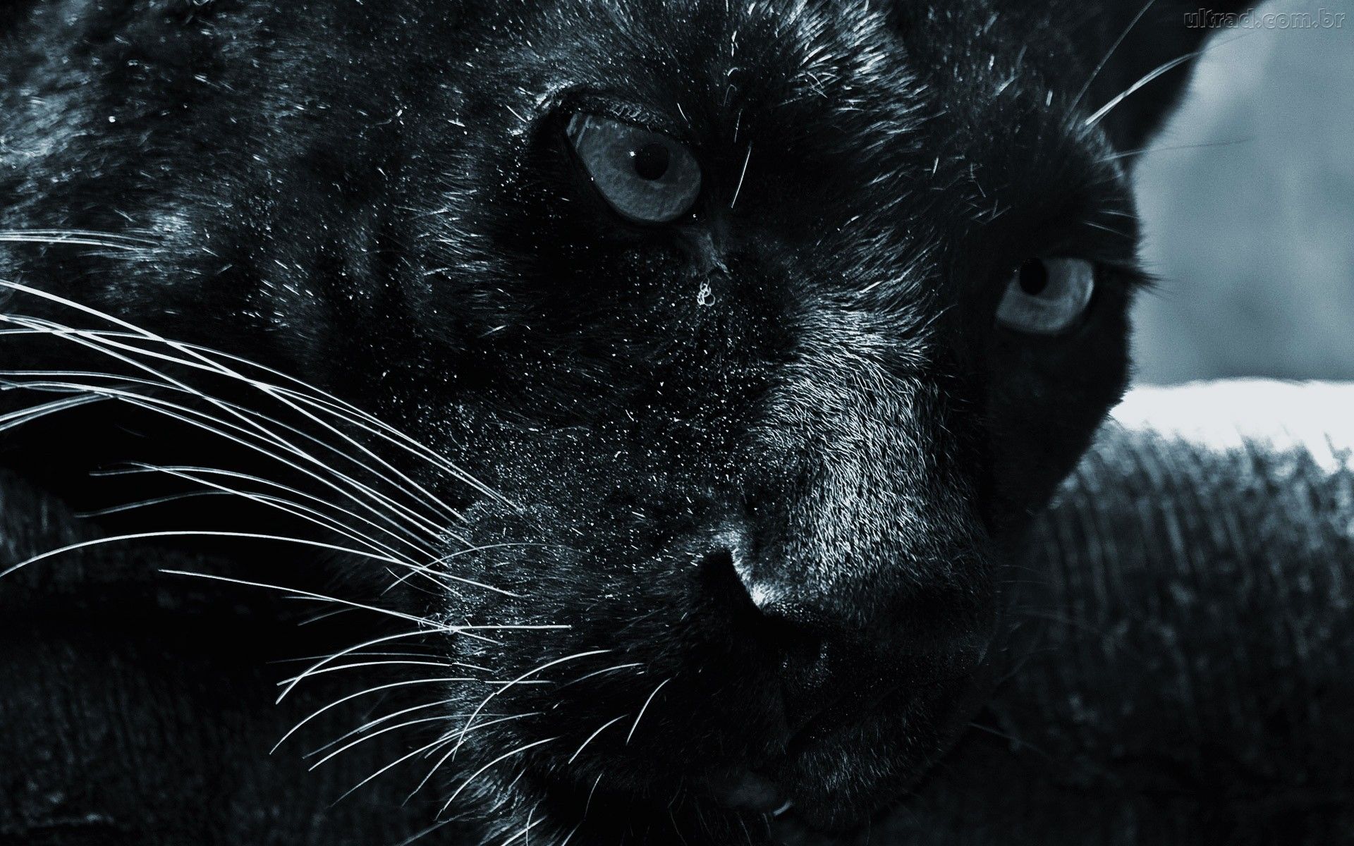 Black Jaguar Animal Wallpaper HD