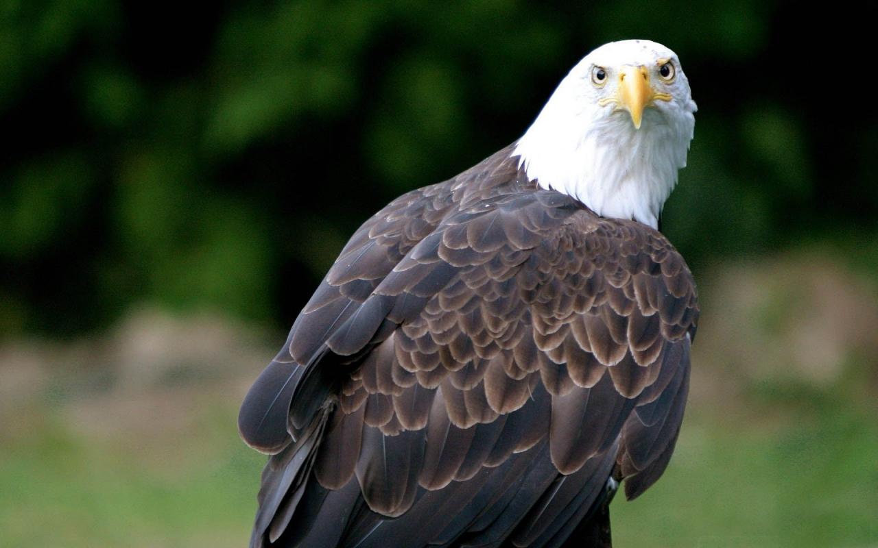 Looking Animal Background Eagle HD Wallpaper
