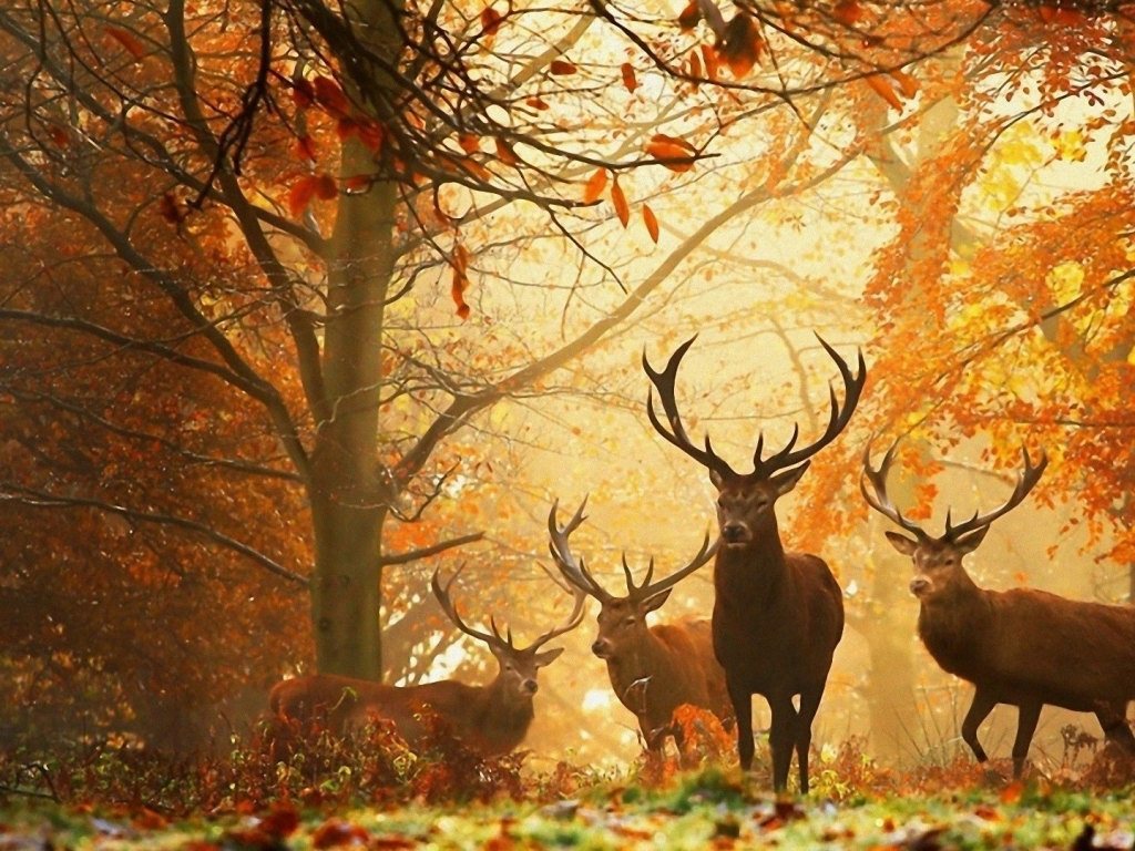 Autumn Season Wallpaper