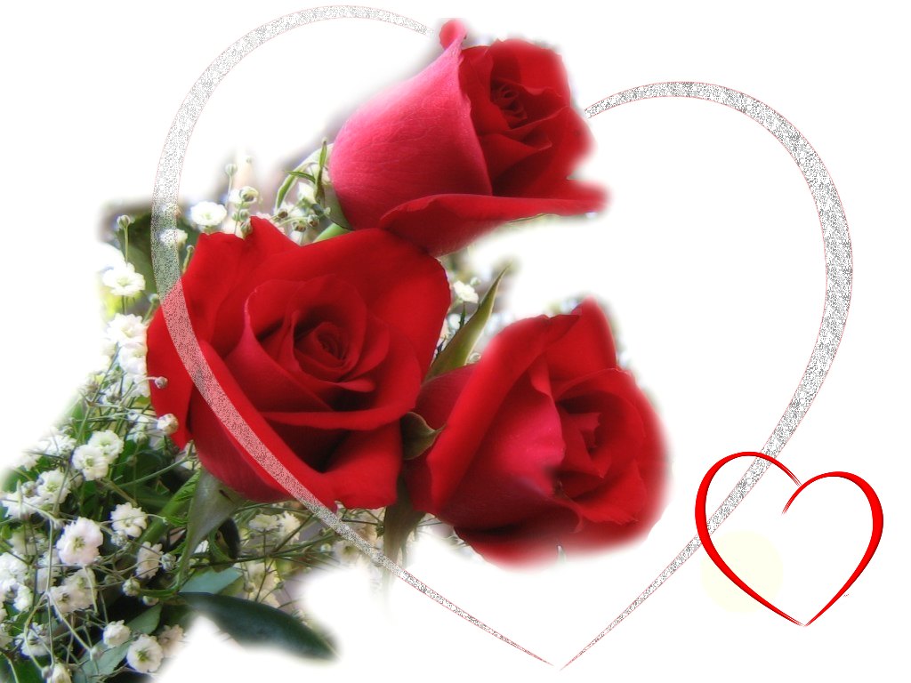 Red Rose Love Wallpaper Which Is Under The