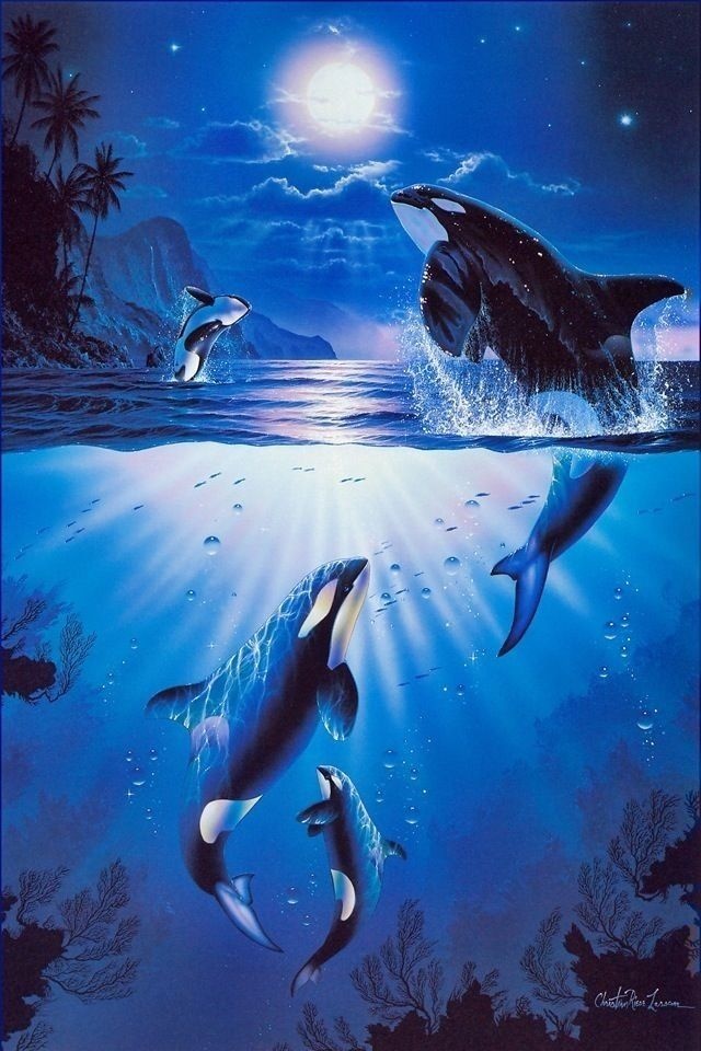 Dolphin iPhone Wallpaper Background