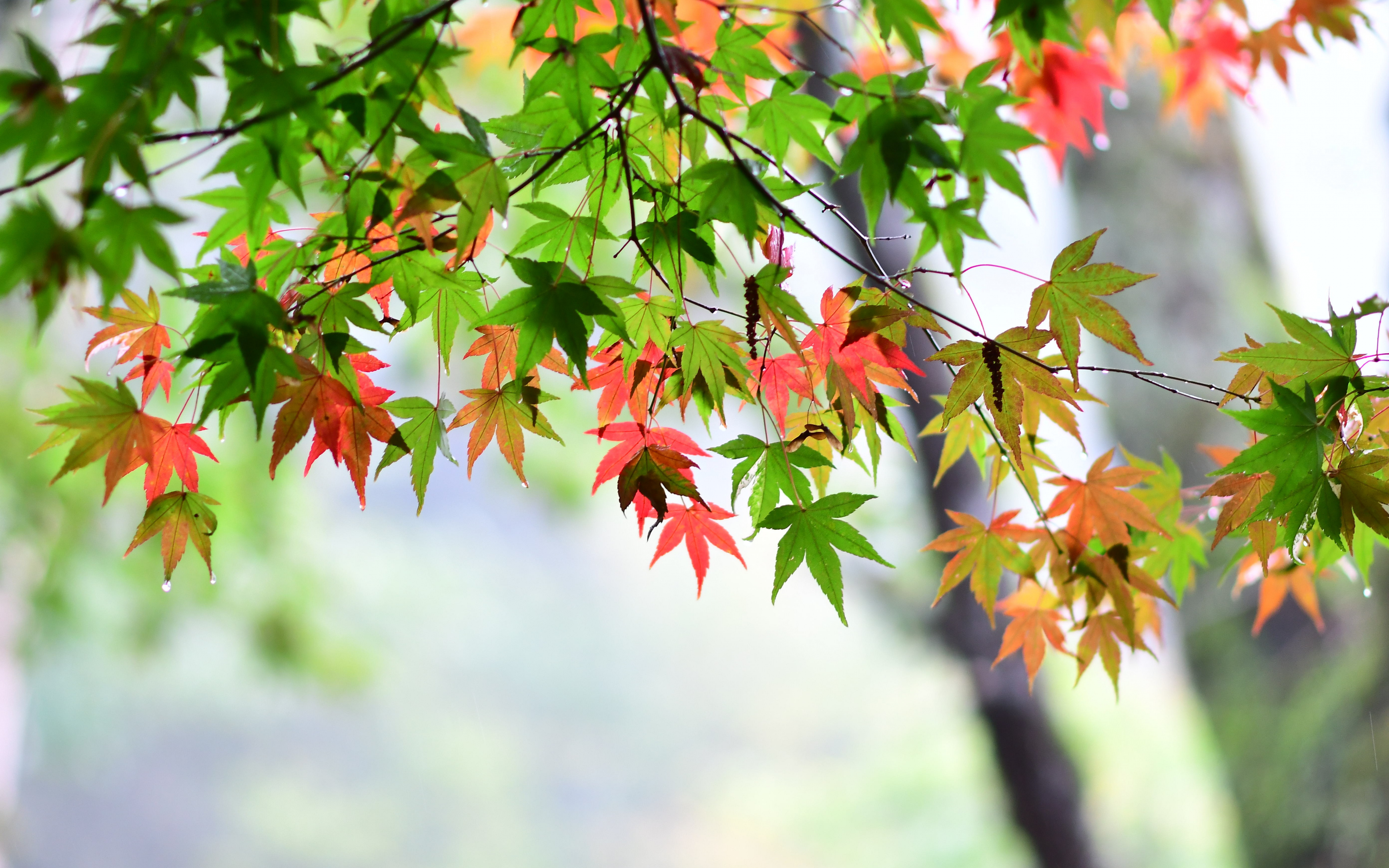 Maple Wallpapers  Wallpaper Cave