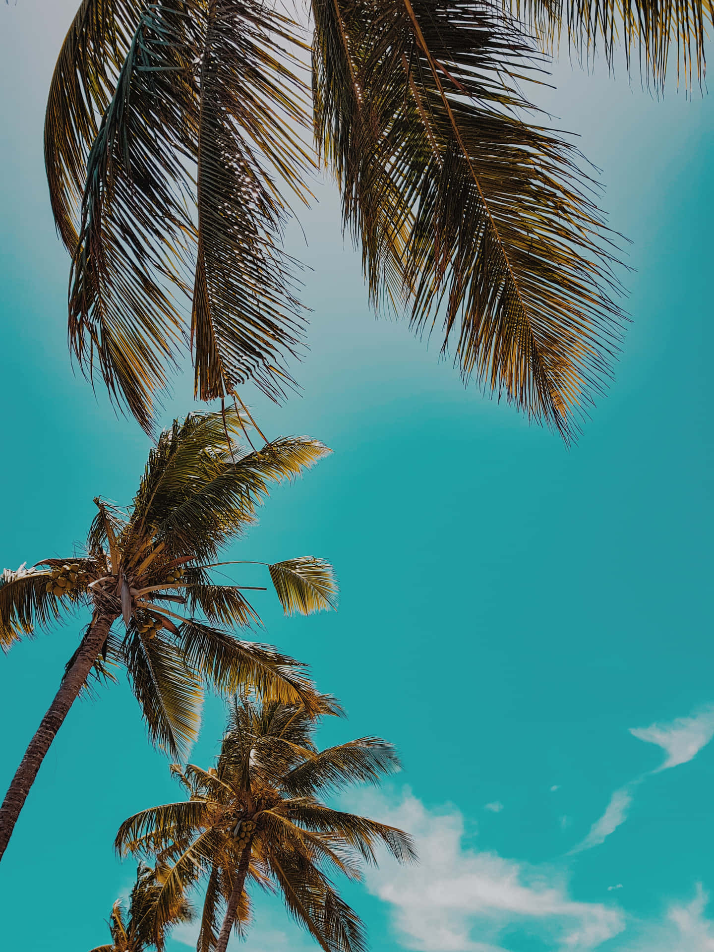 Majestic Coconut Tree On A Sunny Day Wallpaper