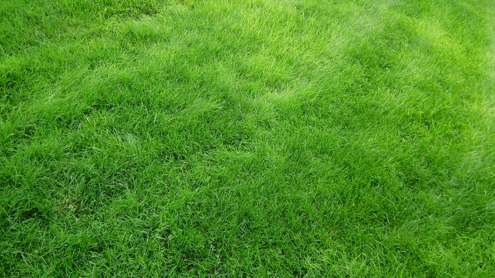 Natural Grass wallpaper Green Backgrounds Pictures and images