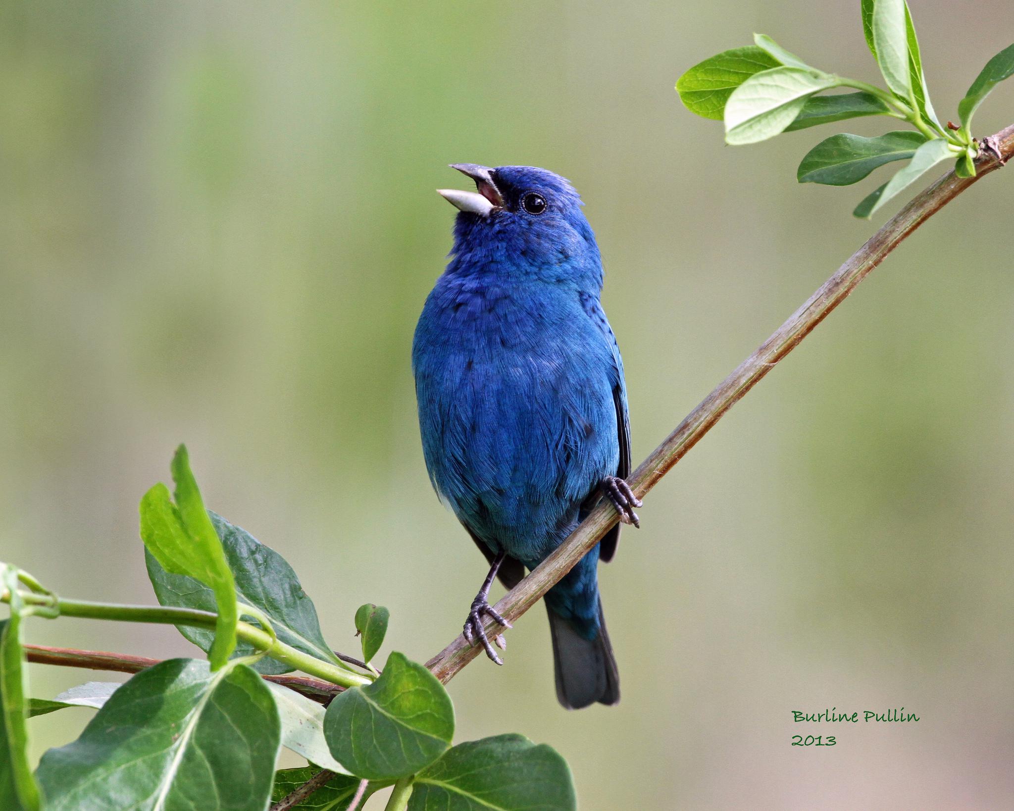 blue bird   90485   High Quality and Resolution Wallpapers on 2048x1638