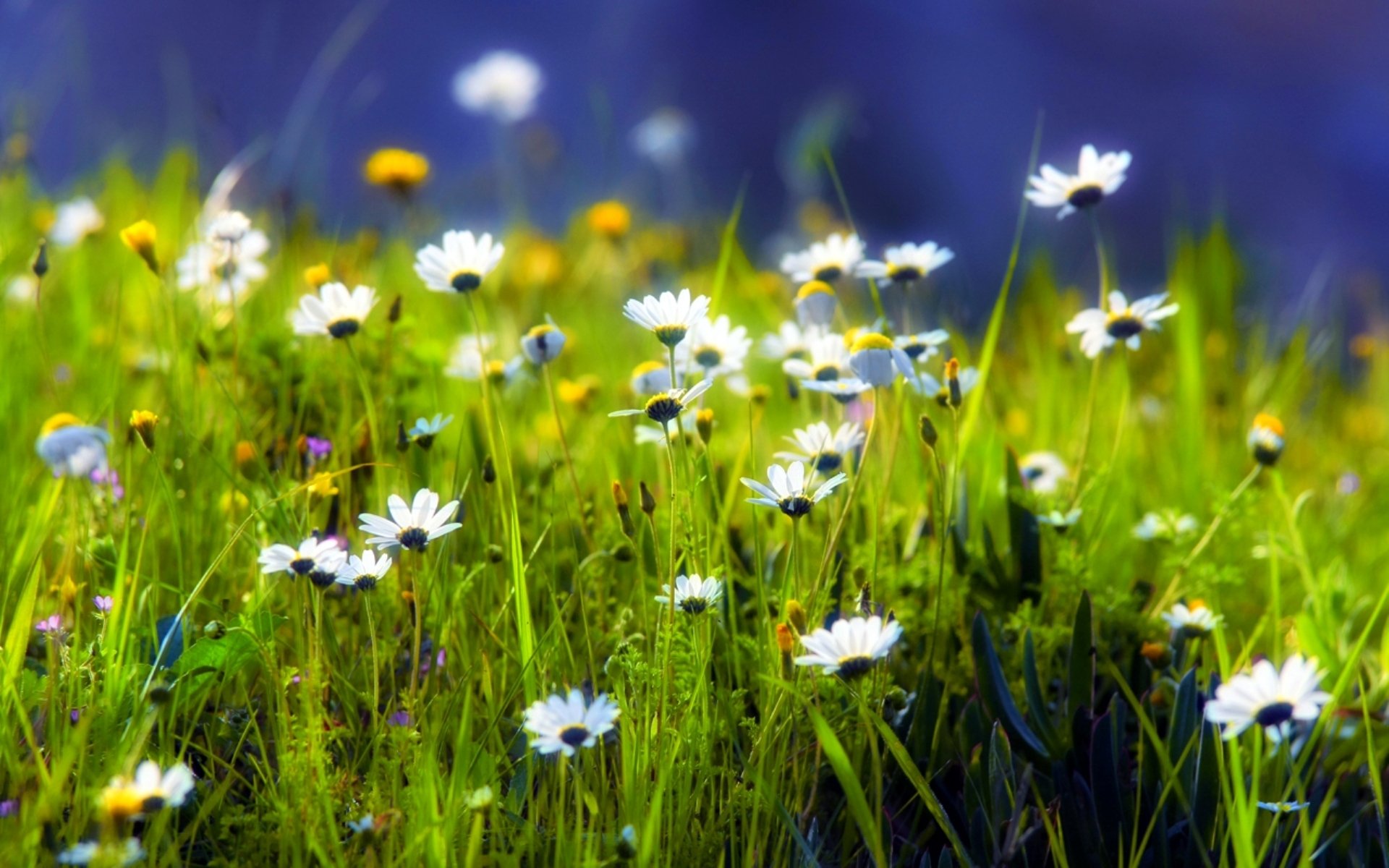 Nature Flowers Wallpaper HD