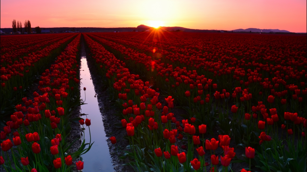 Skagit Valley 4k 5k Wallpaper 8k Washington Usa Tulip Fields