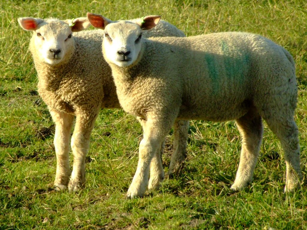 Sheep Lamb Photos Desktop Background Wallpaper