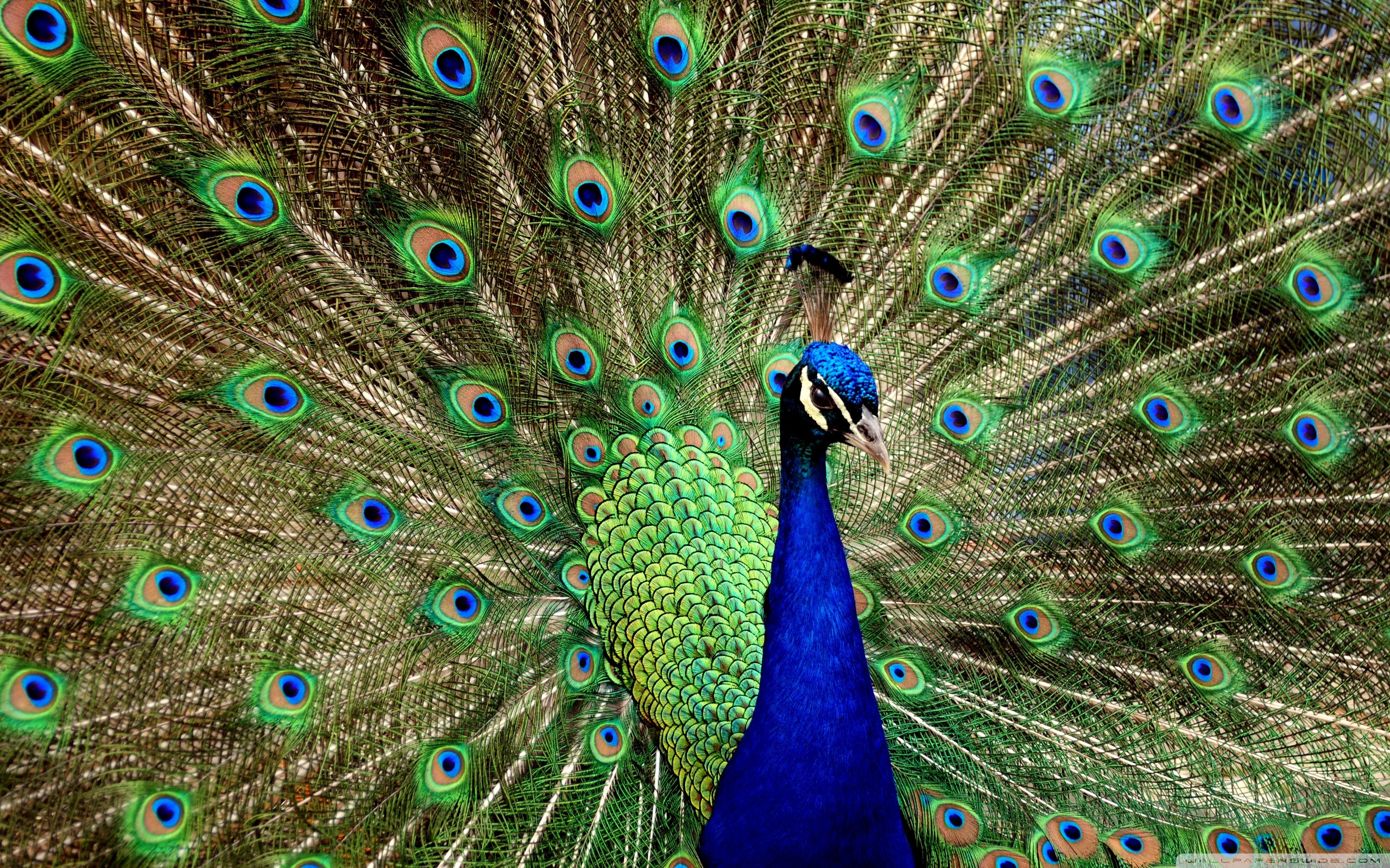 50 Best Beautiful Peacock HD Images Photos And Wallpaper