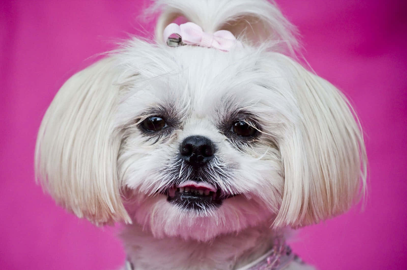 Pink Puppies Wallpaper