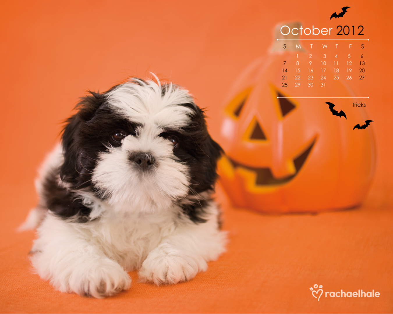  Desktop Wallpapers Wa Halloween Dog Wallpaper Screensaver Oct 1350x1080