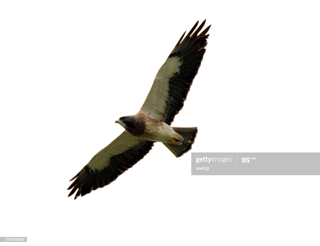 Soaring Swainsons Hawk Against A White Background High Res Stock