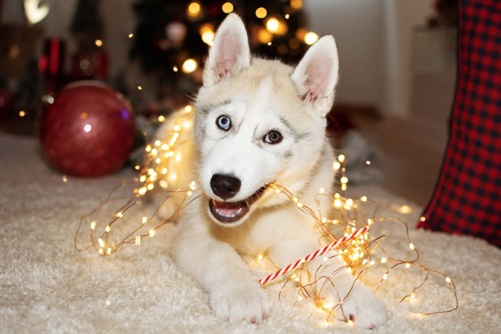 Christmas Lights Wallpaper